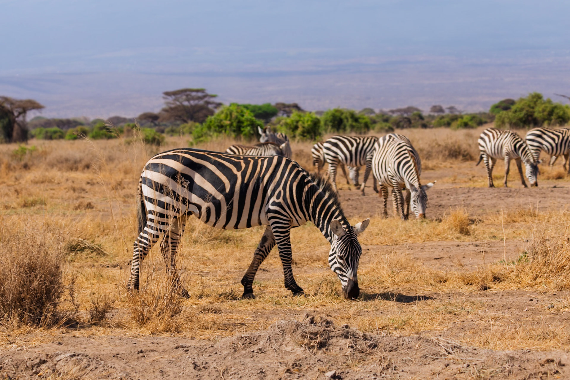 Zebras graze in Amboseli National Park, Kenya. They are eating grass to survive.