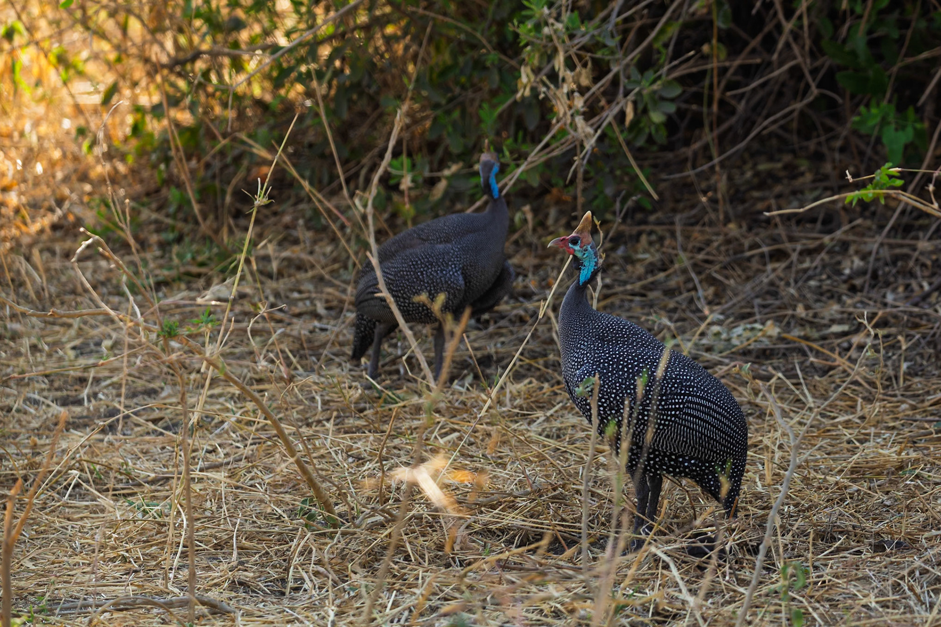 Two helmeted guineafowl forage for food in the dry brush of Tanzania's Tarangire National Park.