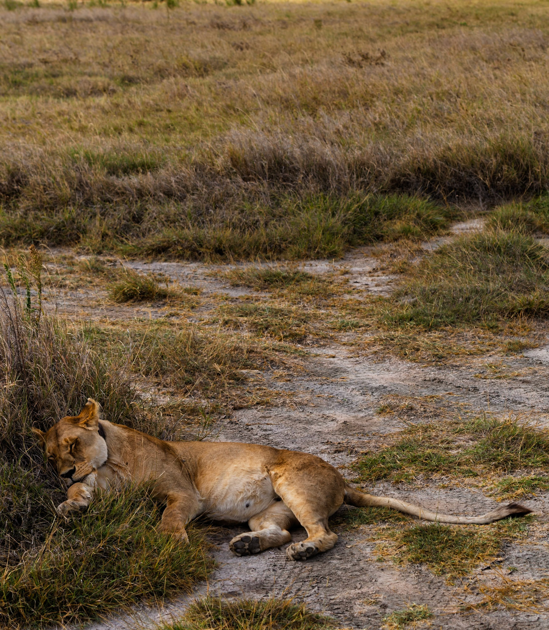 A lioness sleeps in the grass in Serengeti National Park, Tanzania. She is resting after a long day of hunting.