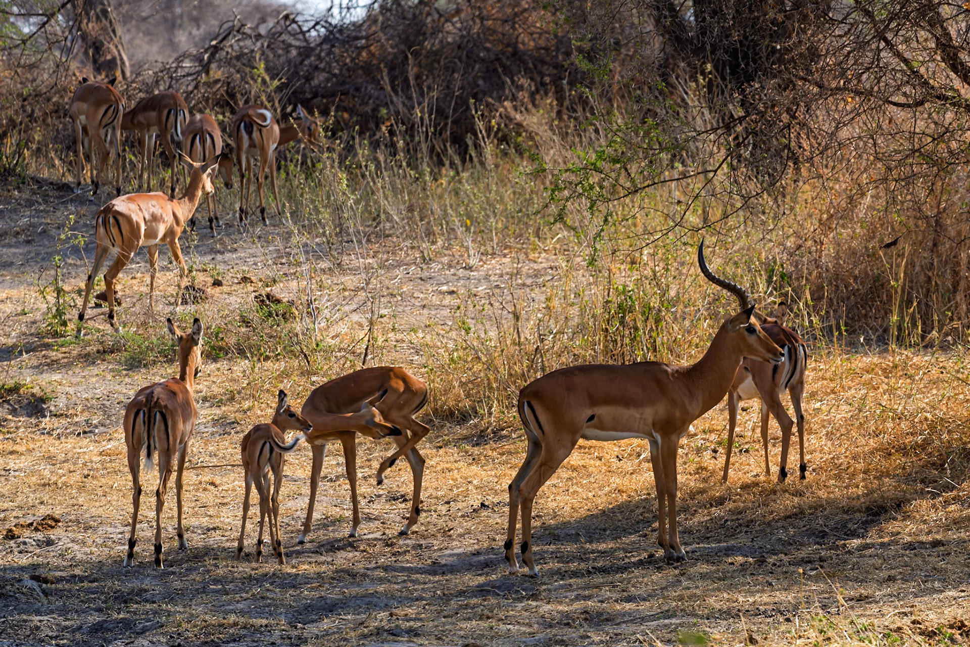 A dazzle of Impala graze in Tarangire National Park, Tanzania. The Impala are foraging for food and staying close to their herd for safety.