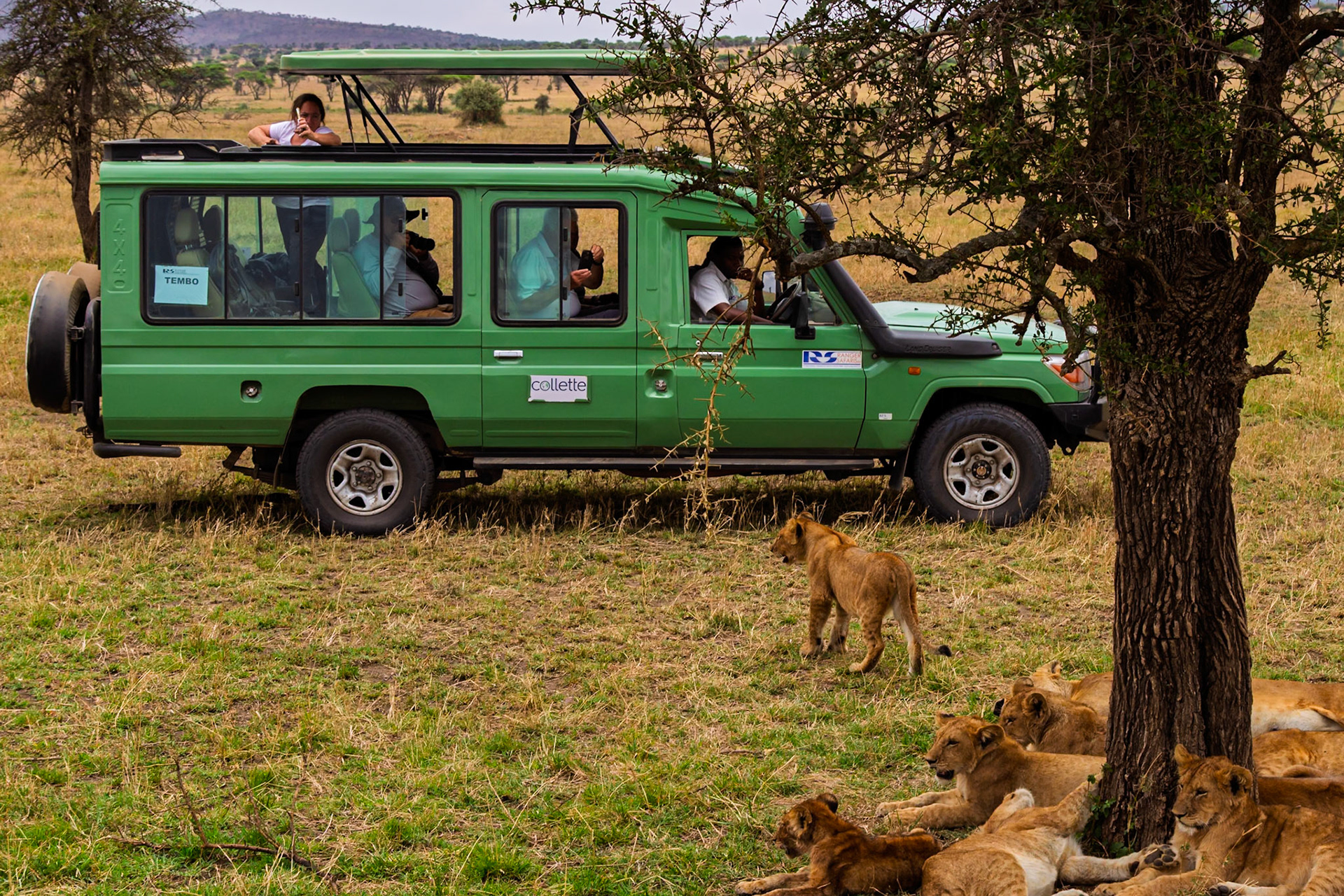Tourists in a safari vehicle observe a pride of lion cubs resting in the shade in Serengeti National Park, Tanzania.