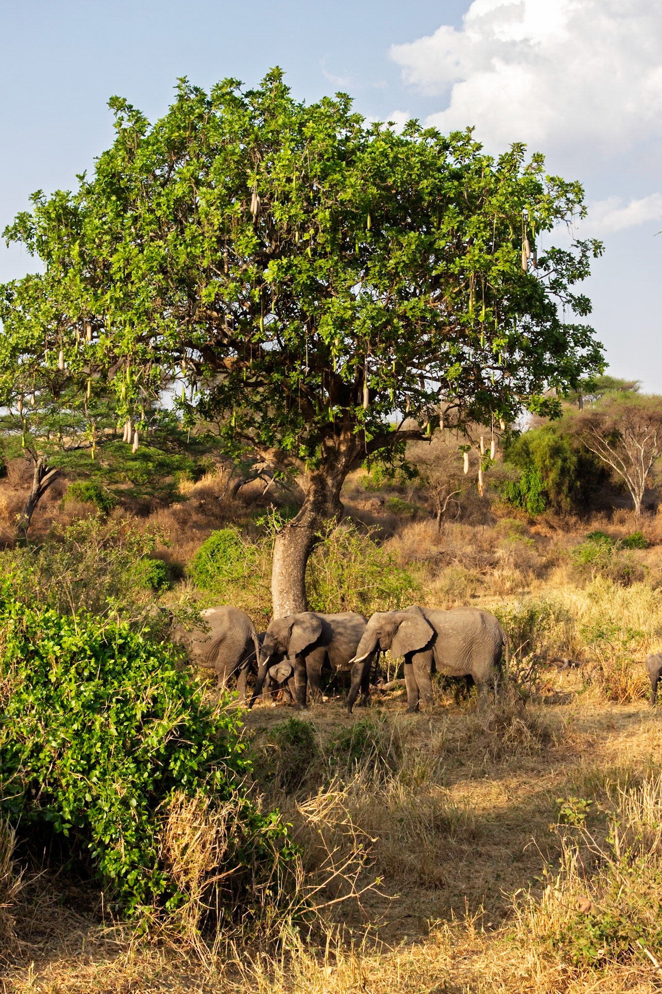 African elephants and a calf seek shade under a Sausage Tree in Tarangire National Park, Tanzania.