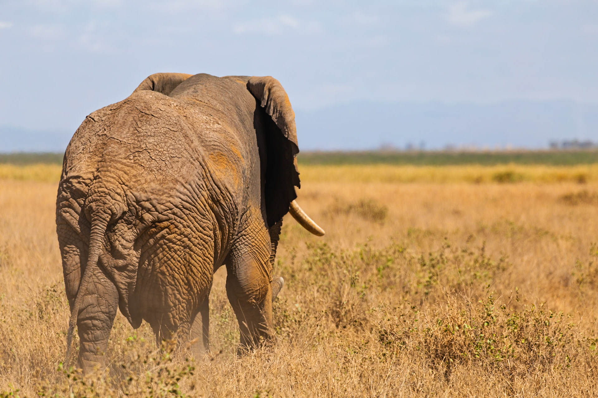 An elephant grazes in Amboseli National Park, Kenya. The elephant is eating grass in the field.