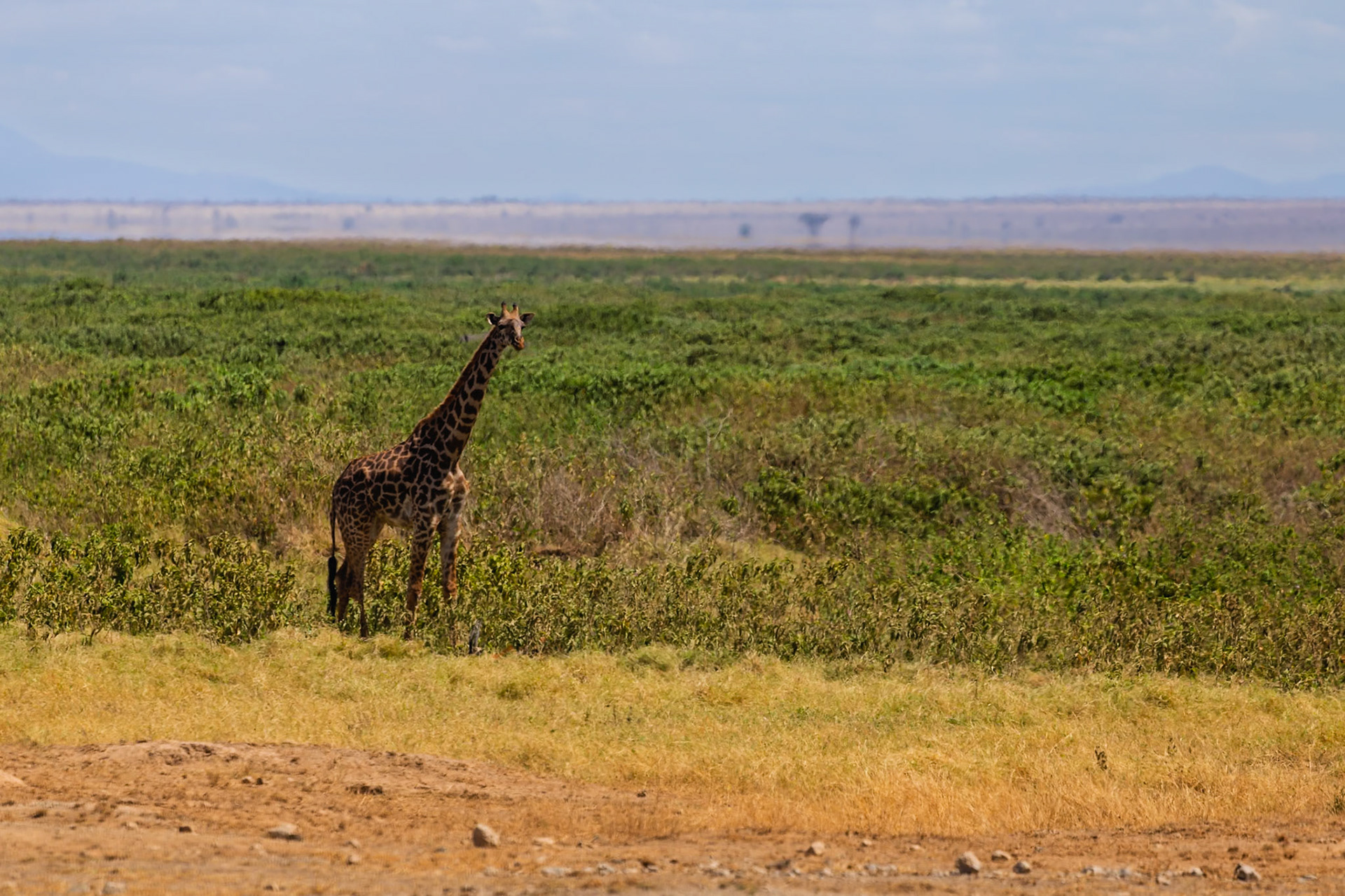 A giraffe is standing in the grass in Amboseli National Park, Kenya, looking at the camera.