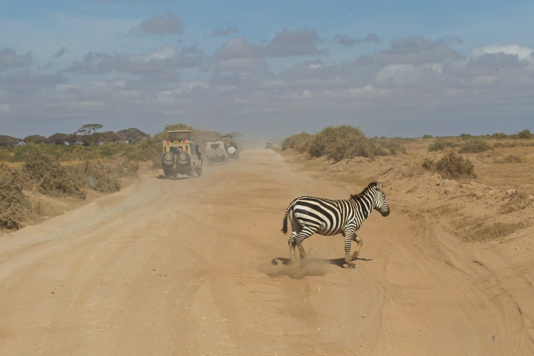 A zebra crosses a dusty road in Kenya's Amboseli National Park, as safari vehicles drive by, kicking up dust.