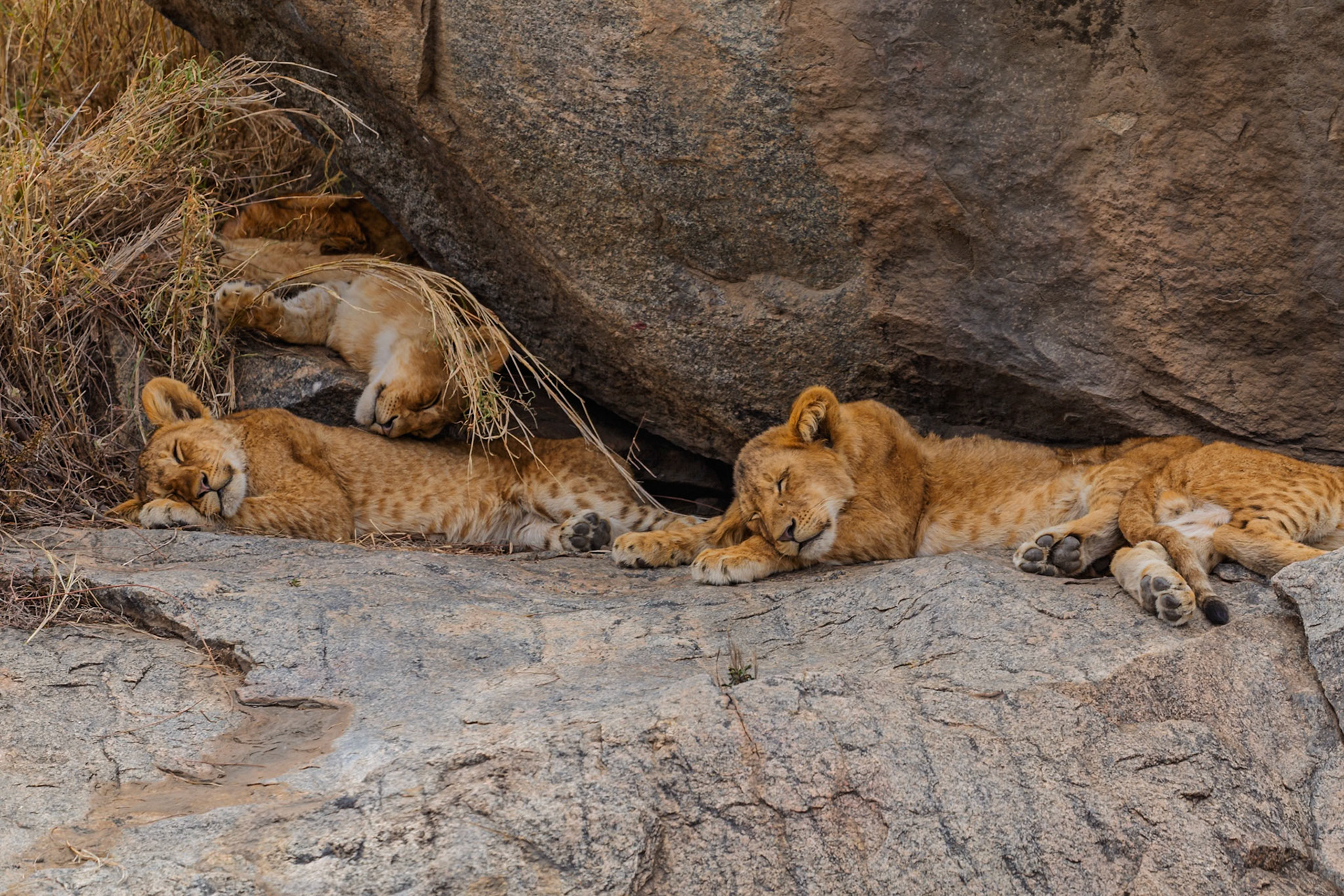 Lion cubs nap on rocks in Tanzania's Serengeti National Park. They rest to conserve energy for future hunts and play.