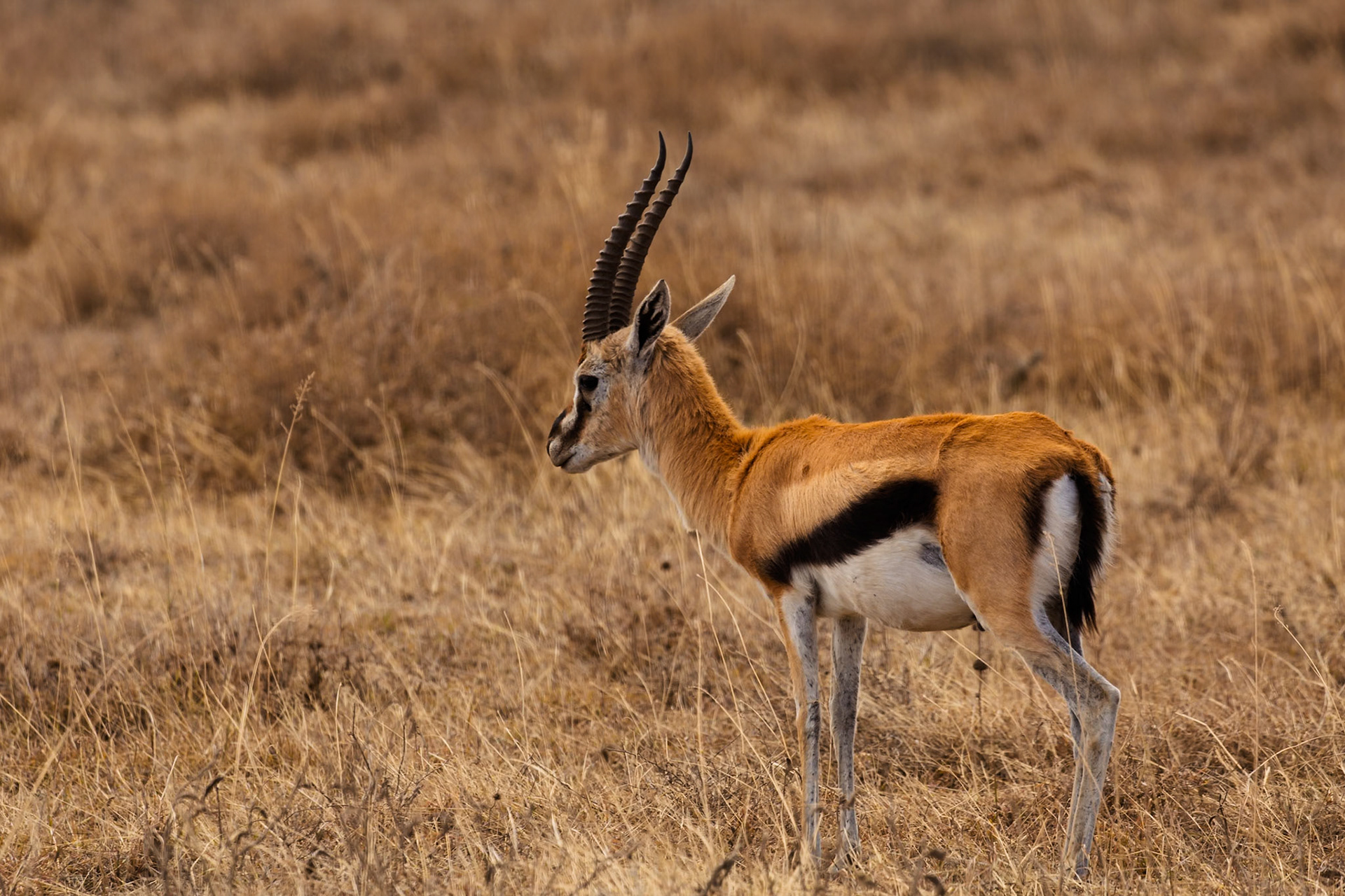 A Grant's gazelle stands alert in Serengeti National Park, Tanzania, scanning the savanna for predators.