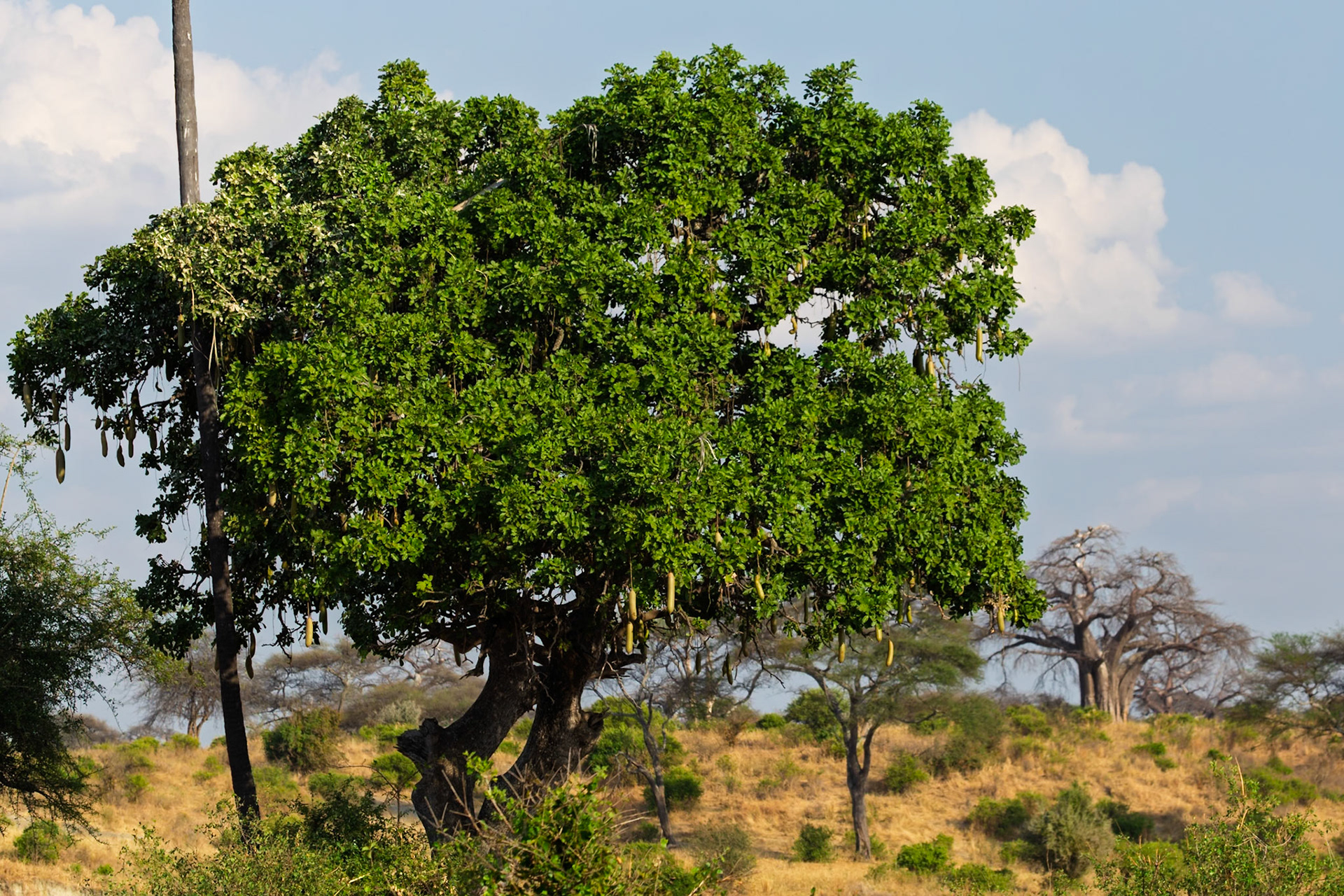 A sausage tree stands tall in Tarangire National Park, Tanzania, its fruit hanging down. Baobab trees dot the landscape in the background.