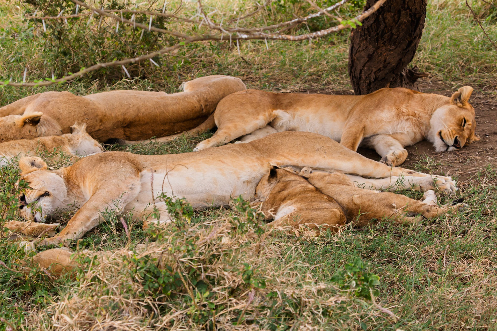 A pride of lions rests in Serengeti National Park, Tanzania. Cubs nurse while the adults sleep, seeking shade from the sun.