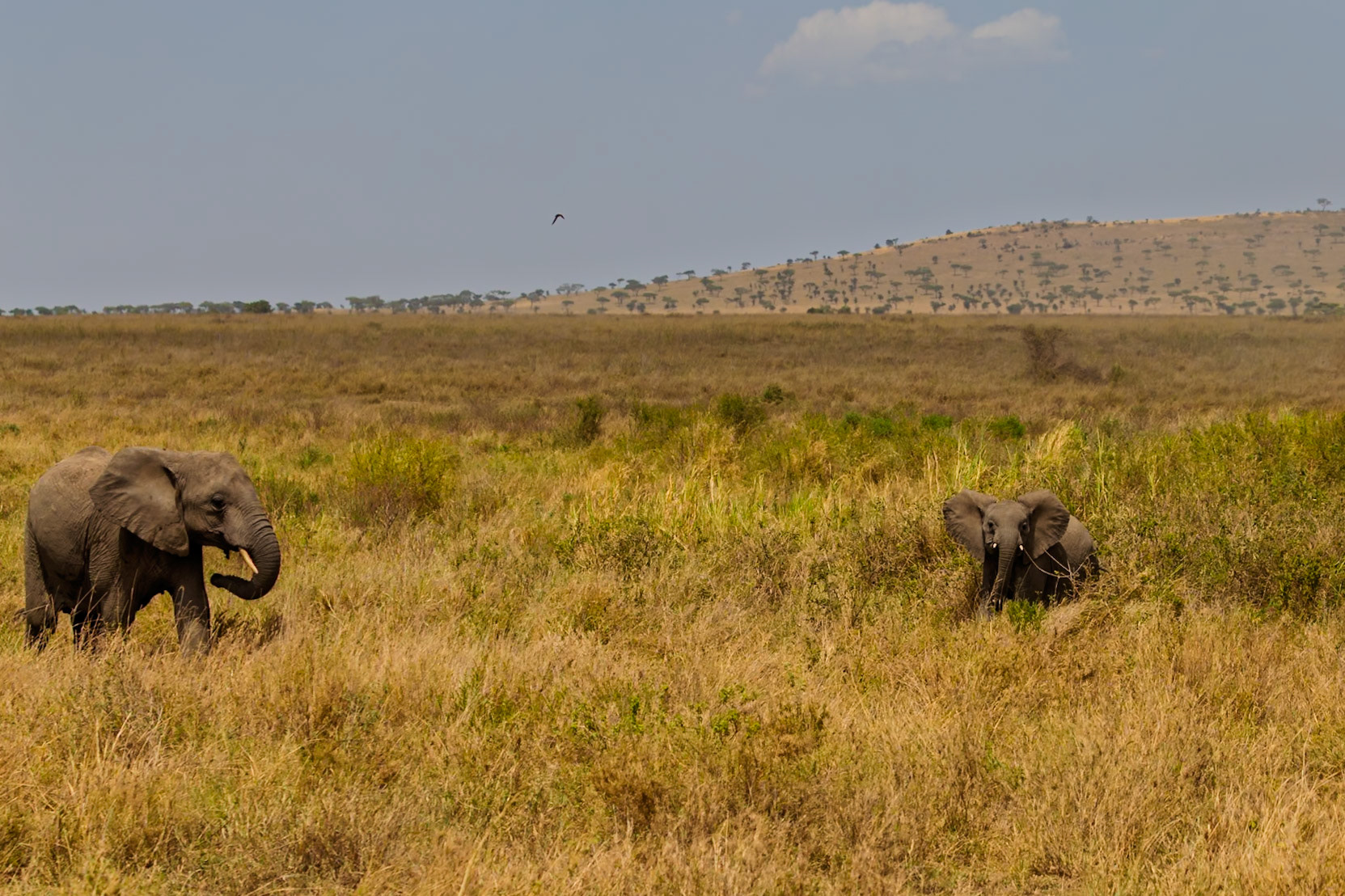 An elephant family grazes in Serengeti National Park, Tanzania. The elephants are eating the tall grass.
