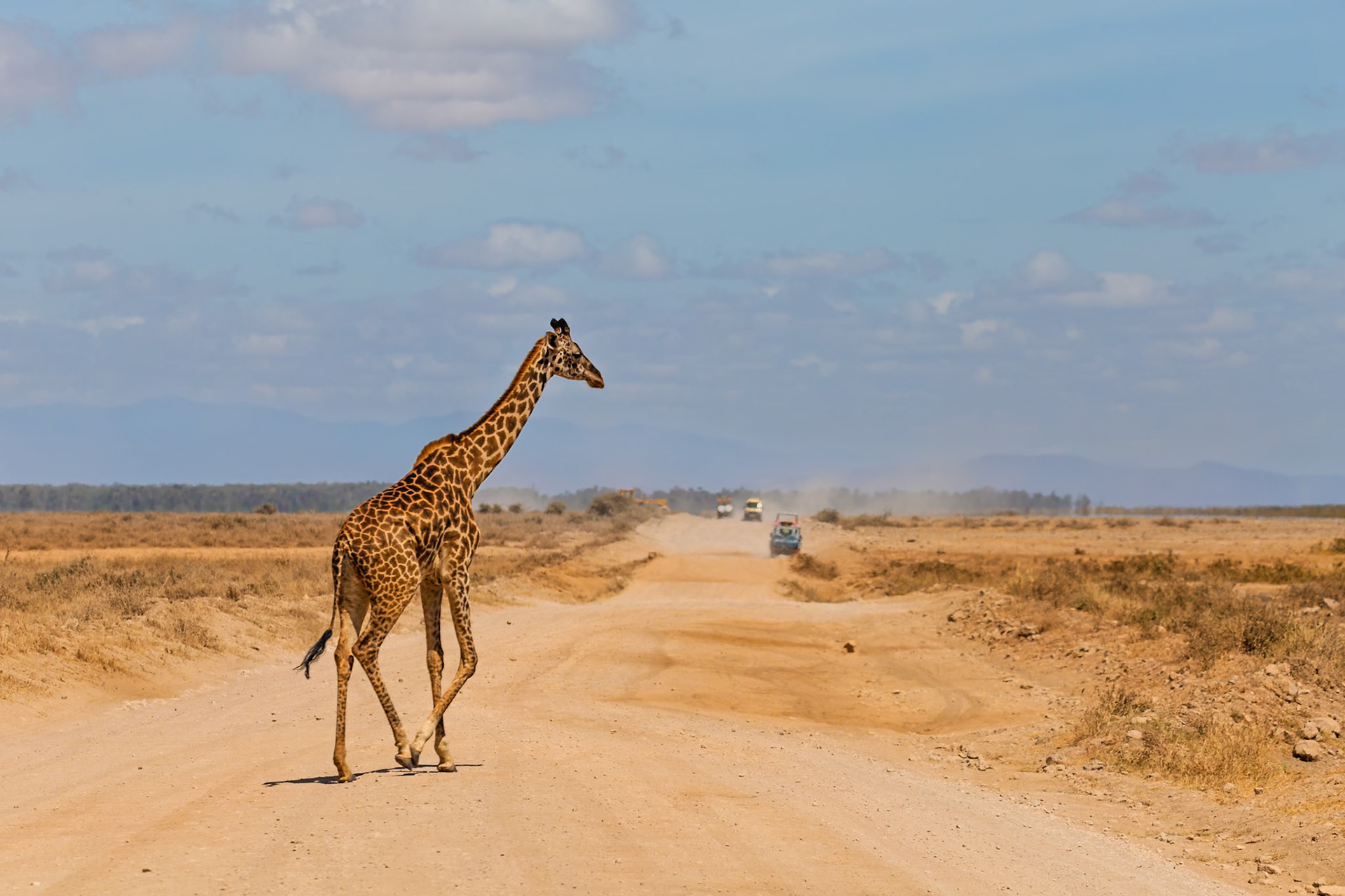 A giraffe crosses a dirt road in Kenya's Amboseli National Park, as safari vehicles approach in the distance.
