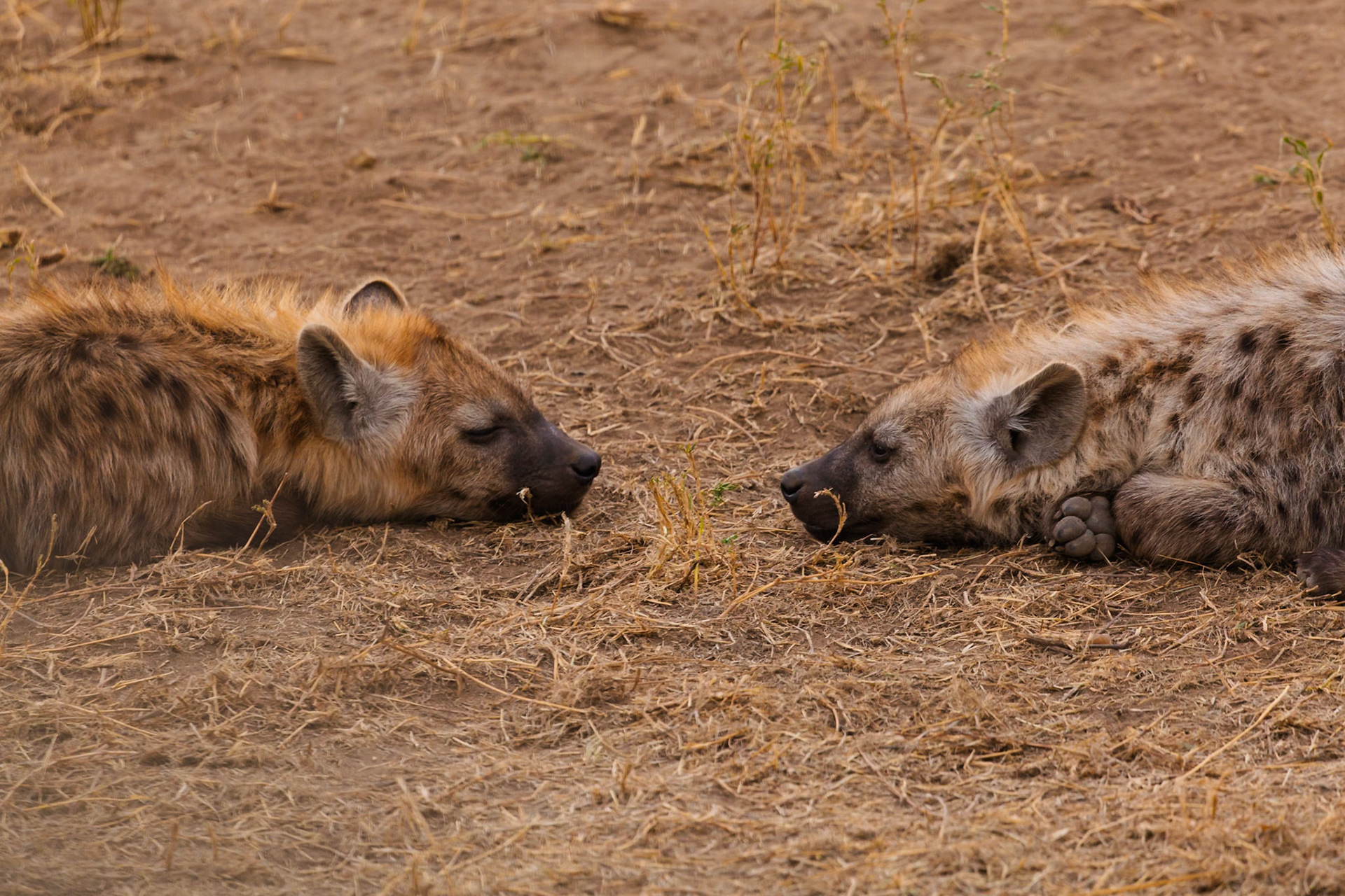 Two spotted hyenas rest in Serengeti National Park, Tanzania. They are likely conserving energy during the heat of the day.