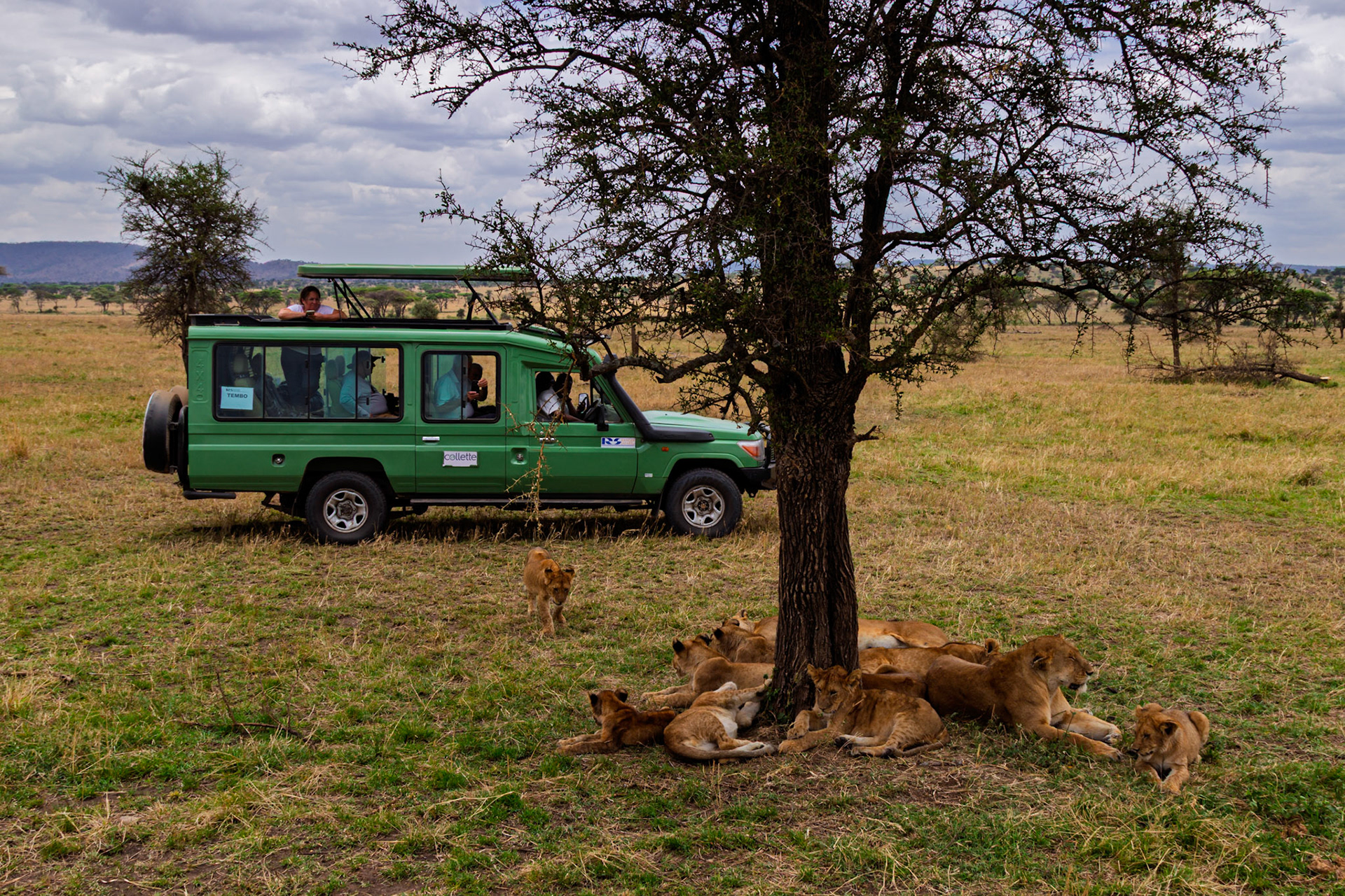 Tourists in Tanzania's Serengeti National Park observe a pride of lions resting under a tree for shade.