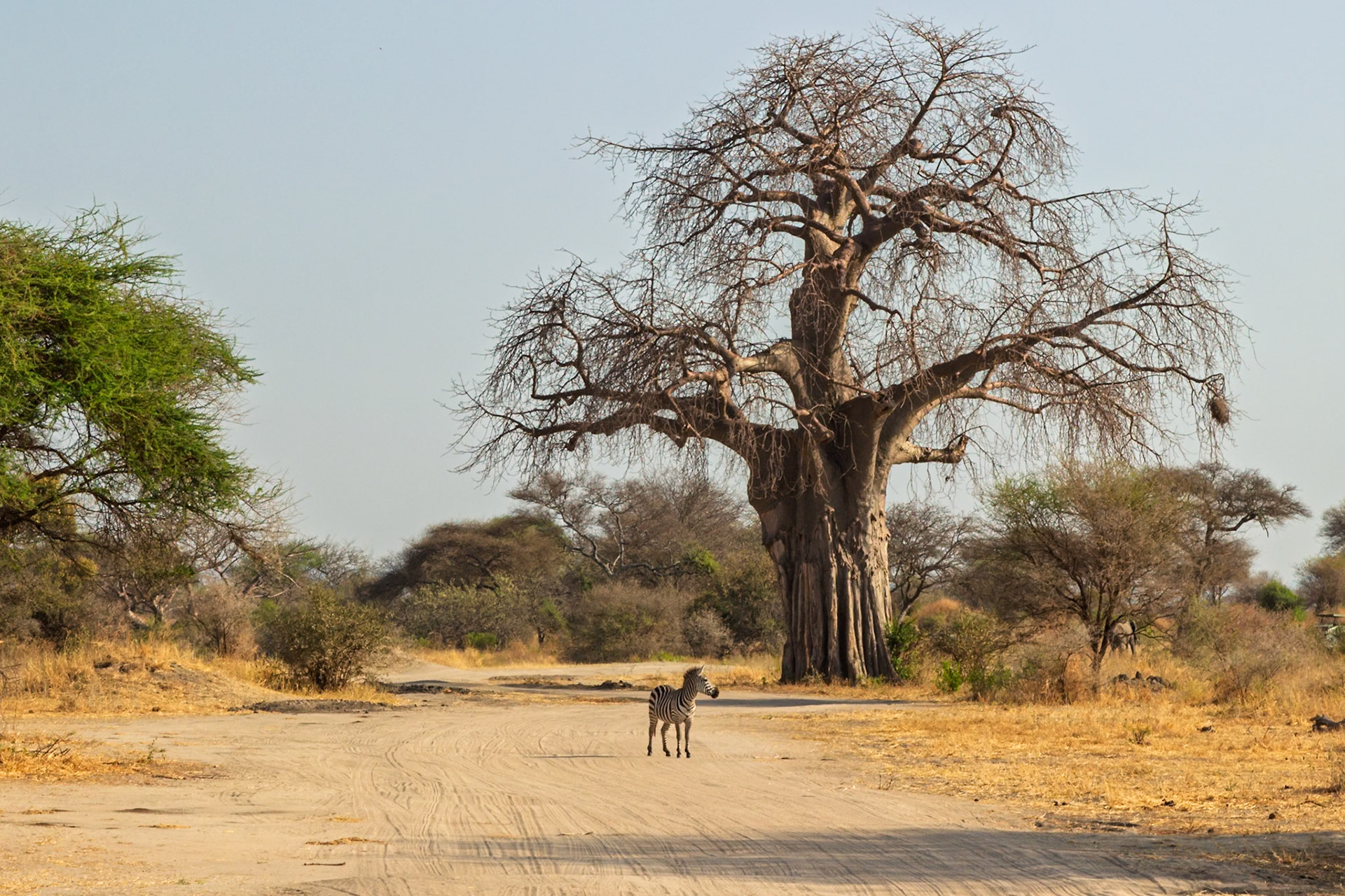 A zebra stands on a dirt road in Tanzania's Tarangire National Park, near a large baobab tree, likely searching for food or water.