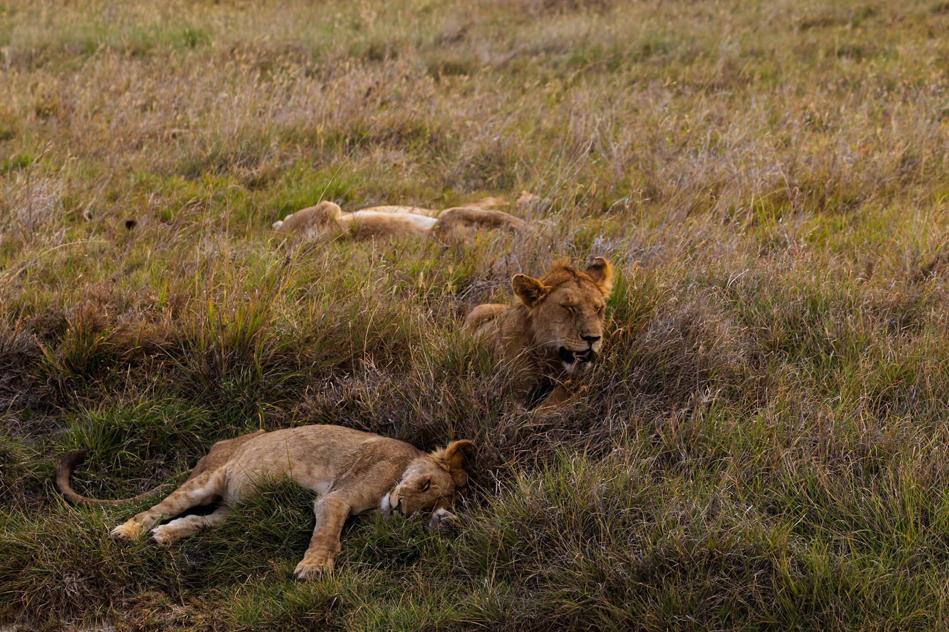 A pride of lions rests in the tall grasses of Tanzania's Serengeti National Park, conserving energy for their next hunt.