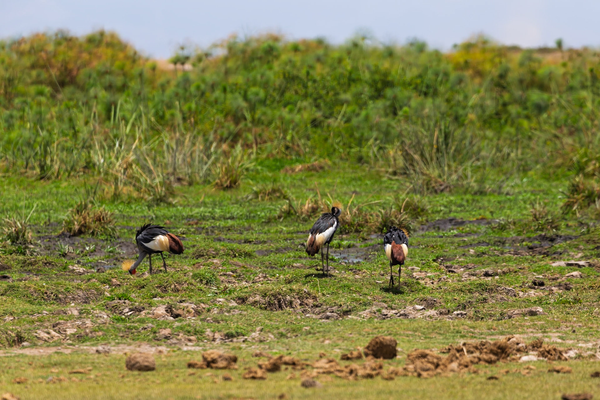 Three Grey Crowned Cranes forage for food in Amboseli National Park, Kenya. These birds are searching for insects and seeds.