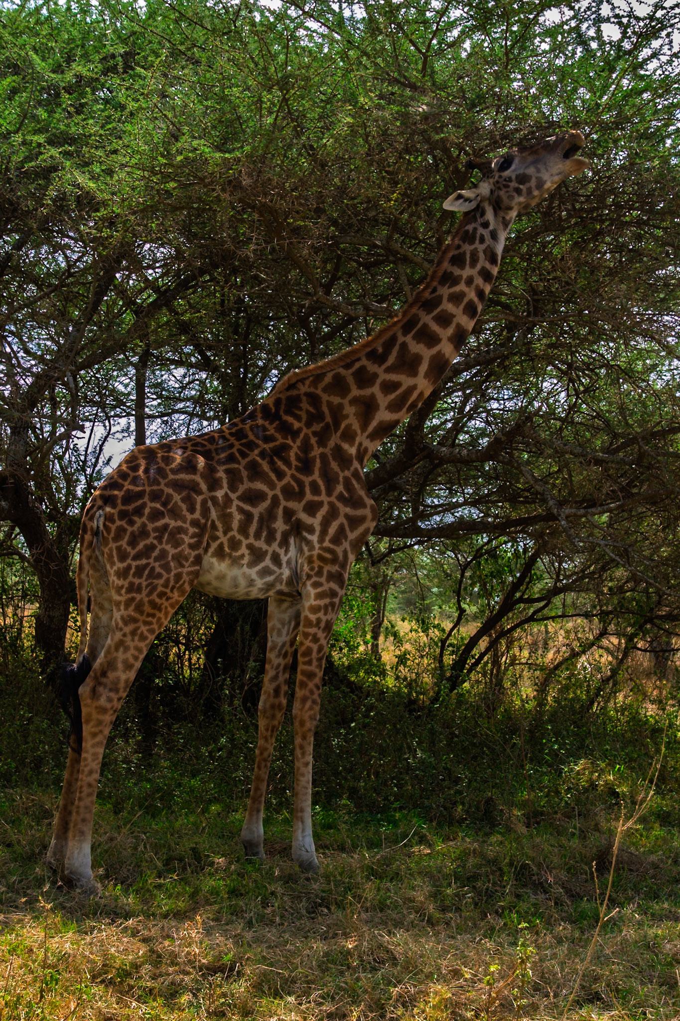 A giraffe is eating leaves from a tree in Serengeti National Park, Tanzania. It is foraging for food in its natural habitat.