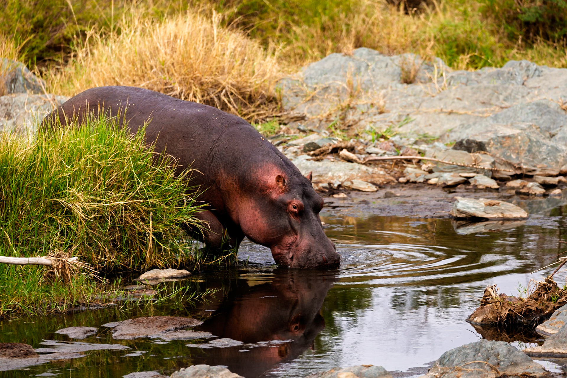 A hippo drinks from a watering hole in Serengeti National Park, Tanzania. They stay hydrated and cool in the hot African sun.