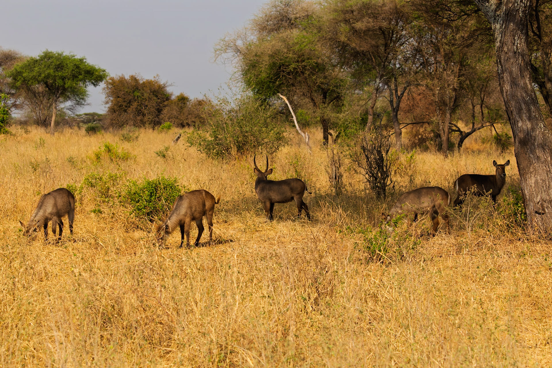 A group of waterbucks feeds on dry grass in Tarangire National Park, Tanzania, for sustenance.