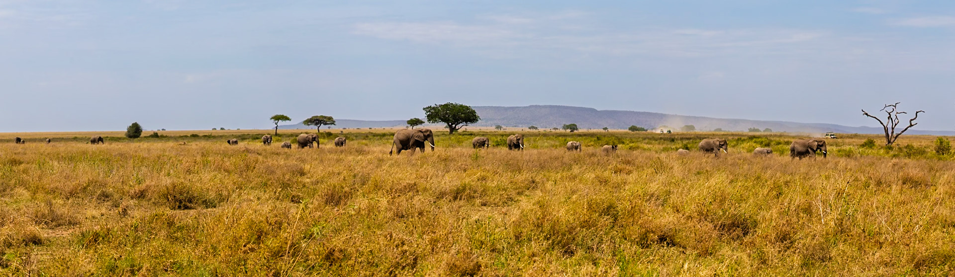 A herd of elephants, including calves, traverse the Serengeti National Park in Tanzania, seeking food and water.
