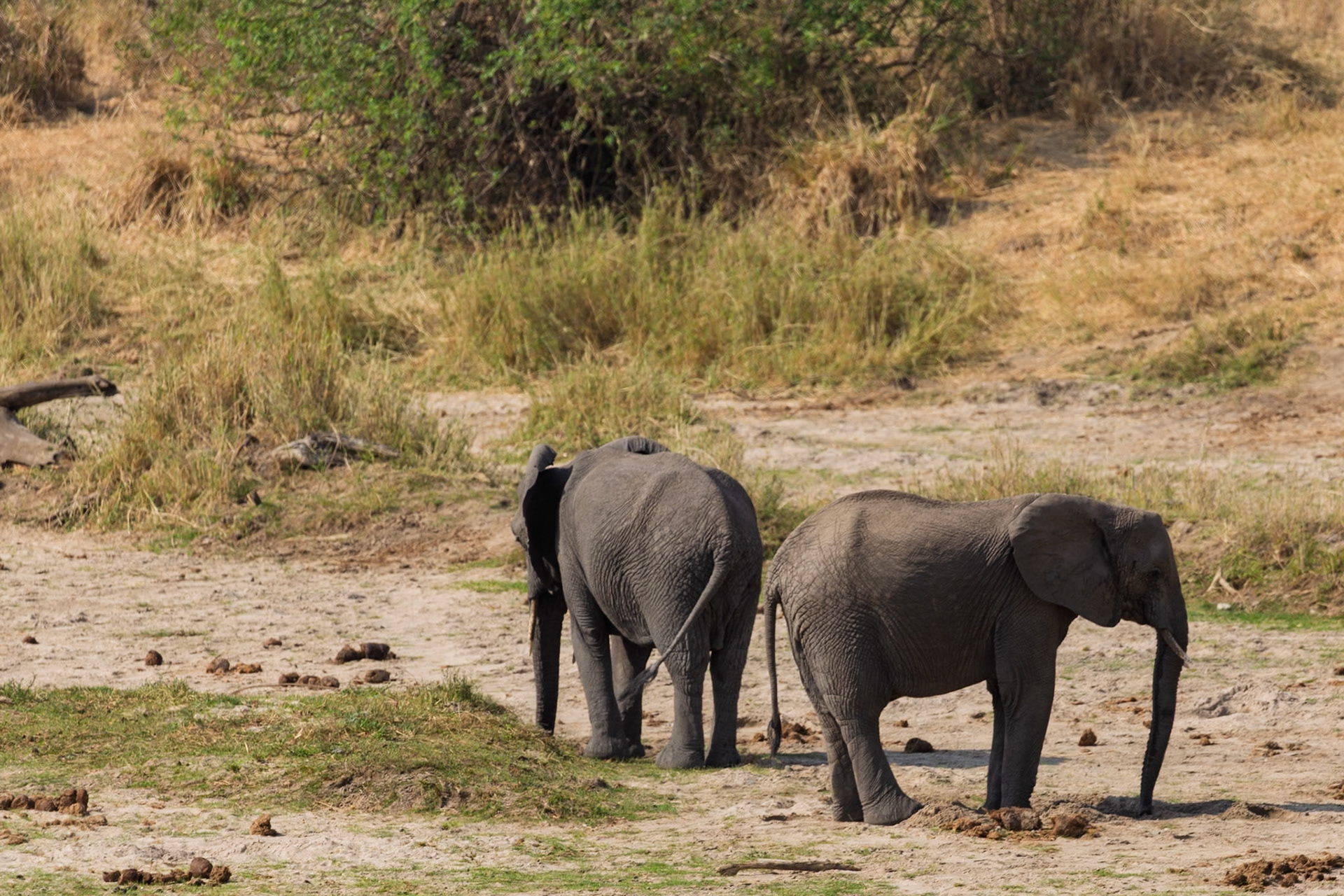 Two African elephants walk through a dry riverbed in Tarangire National Park, Tanzania, foraging for food.
