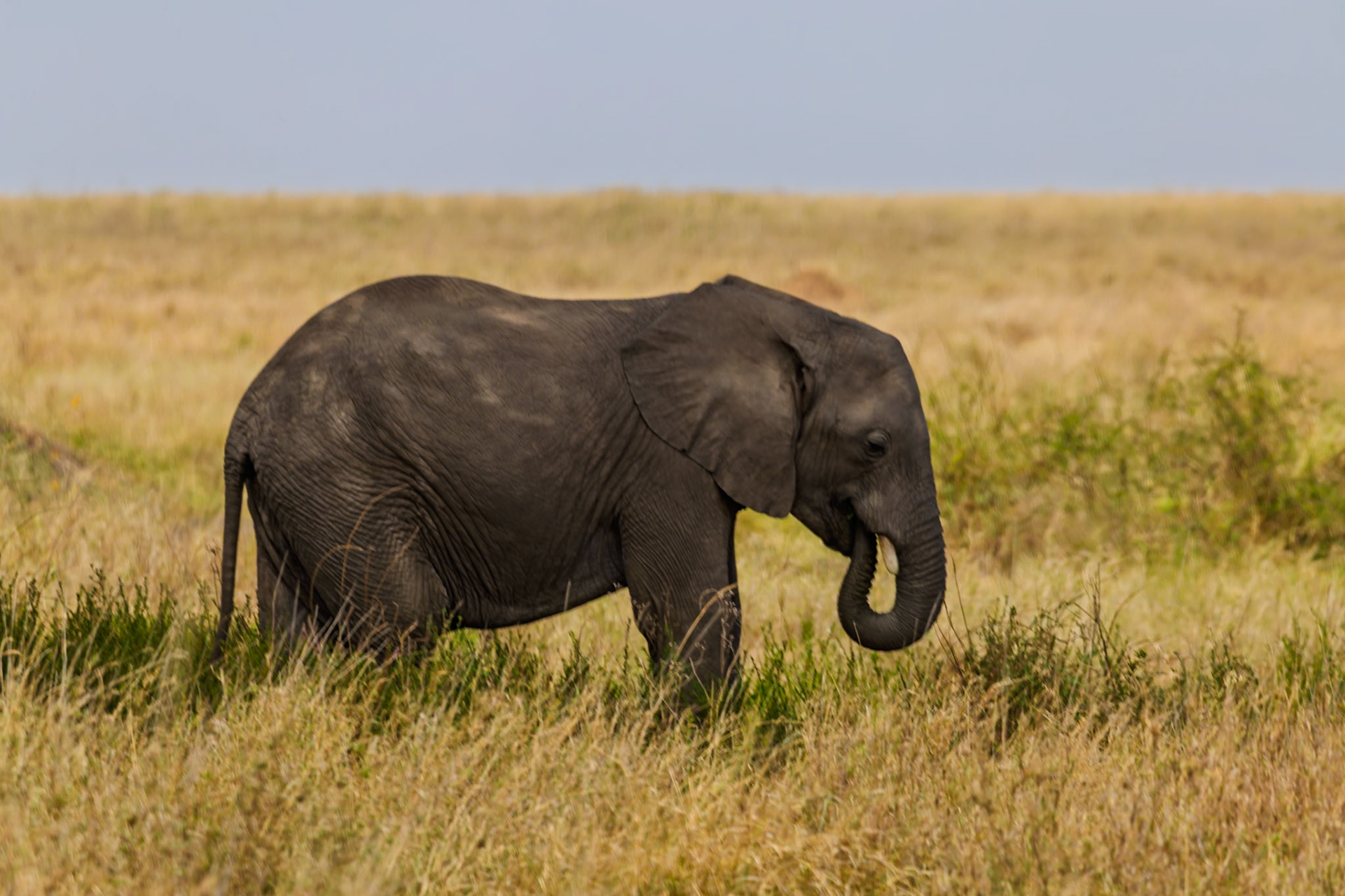 A young elephant grazes in the Serengeti National Park, Tanzania, enjoying the tall grasses of the savanna.
