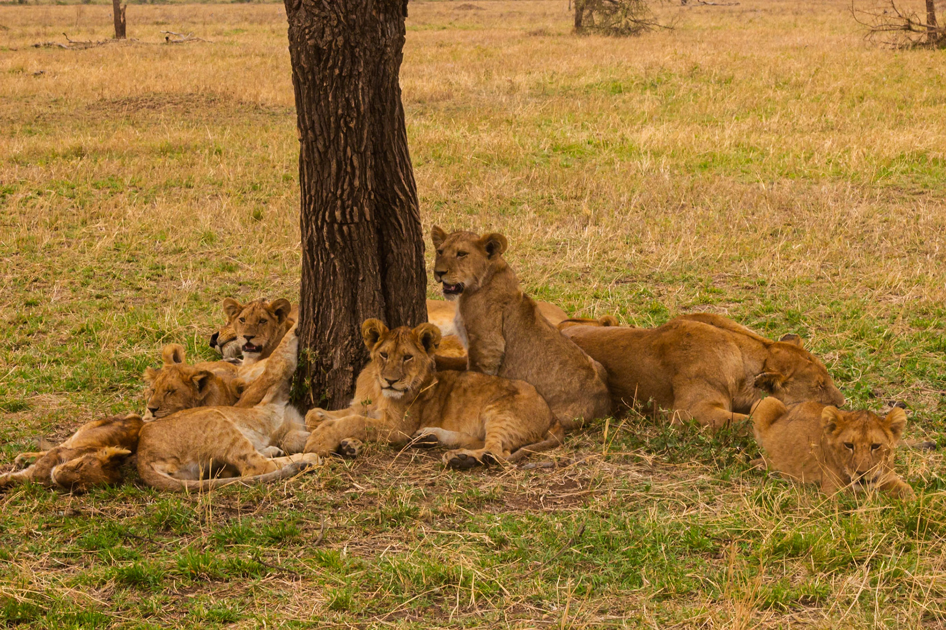 A pride of lions rests in the shade of a tree in Tanzania's Serengeti National Park, seeking respite from the heat.