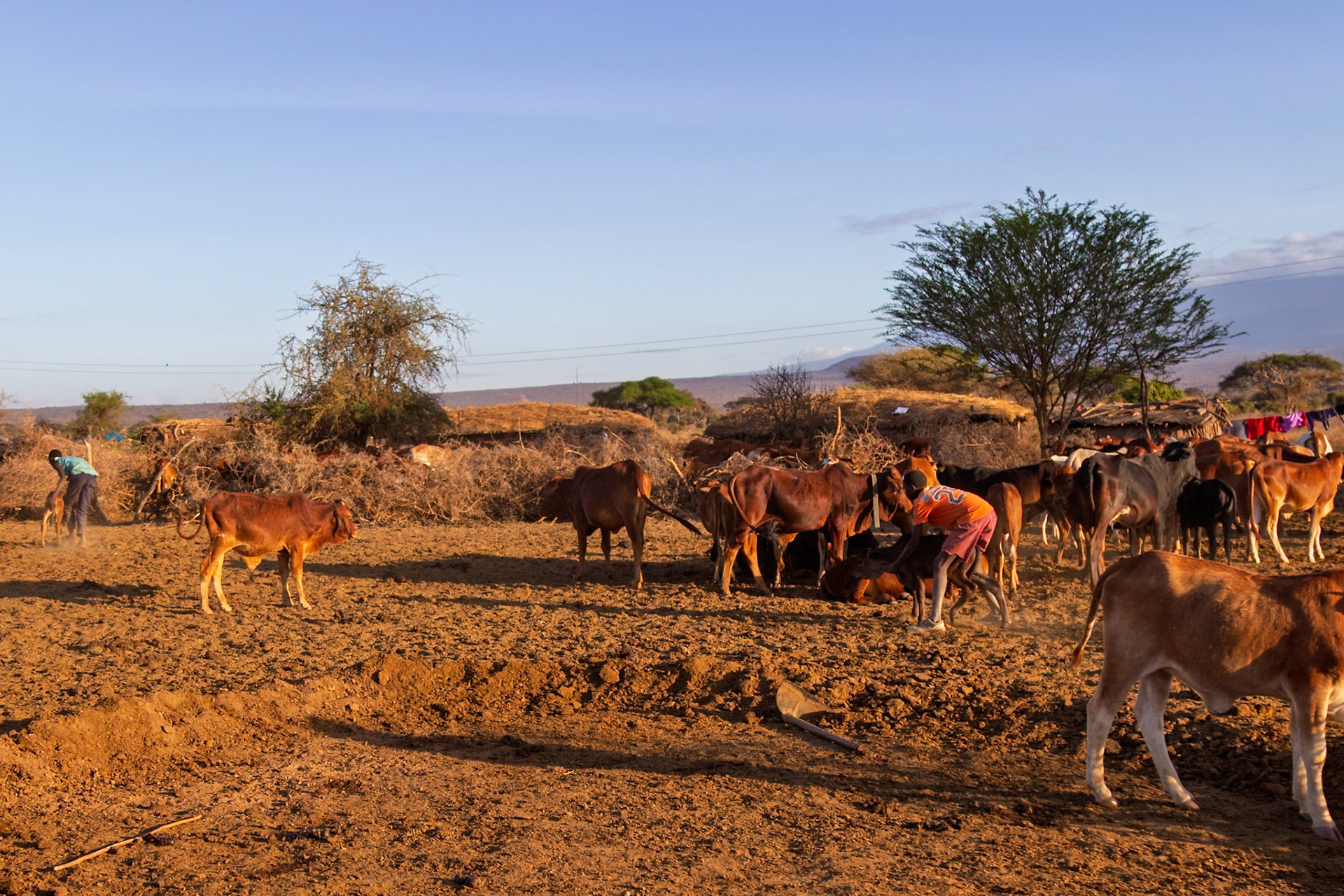 Maasai herders tend to cattle in their Kenyan village, ensuring the herd's well-being and growth.