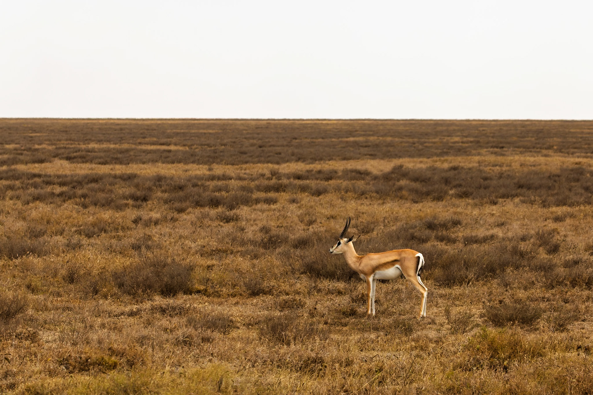 A Grant's gazelle stands alert in Serengeti National Park, Tanzania, blending with the dry, grassy landscape.
