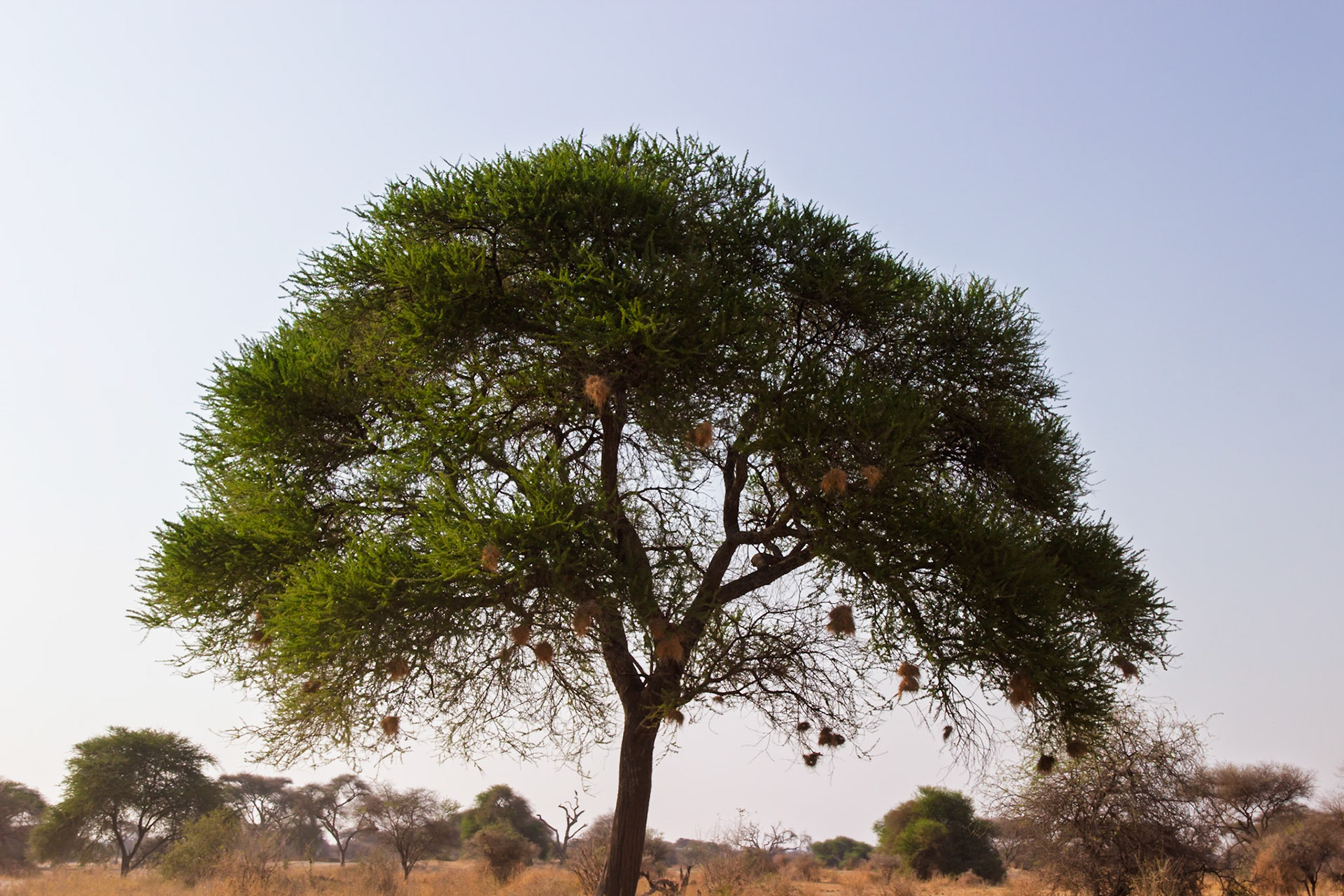 Birds build numerous intricate nests in a large tree in Tarangire National Park, Tanzania, providing shelter for their young.