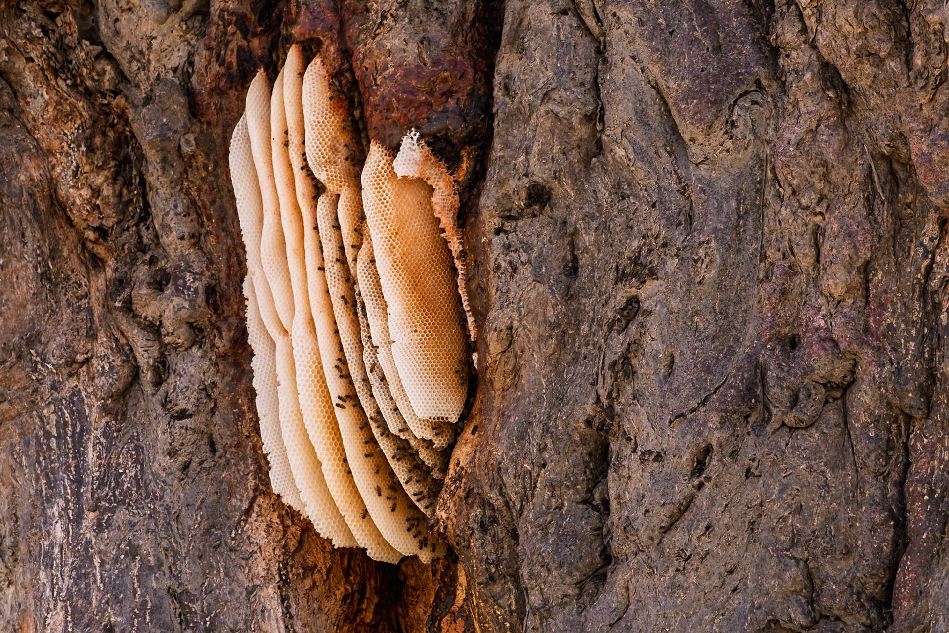 A bee colony thrives in Tarangire National Park, Tanzania, building a honeycomb on a tree trunk for shelter and honey production.