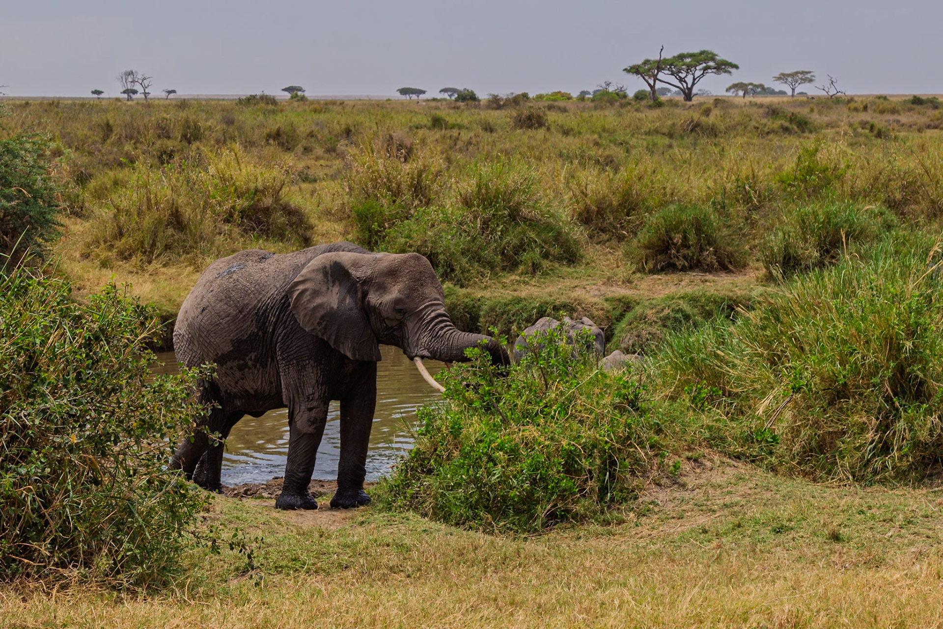 An elephant eats from a bush near a watering hole in Tanzania's Serengeti National Park. Other elephants are nearby.