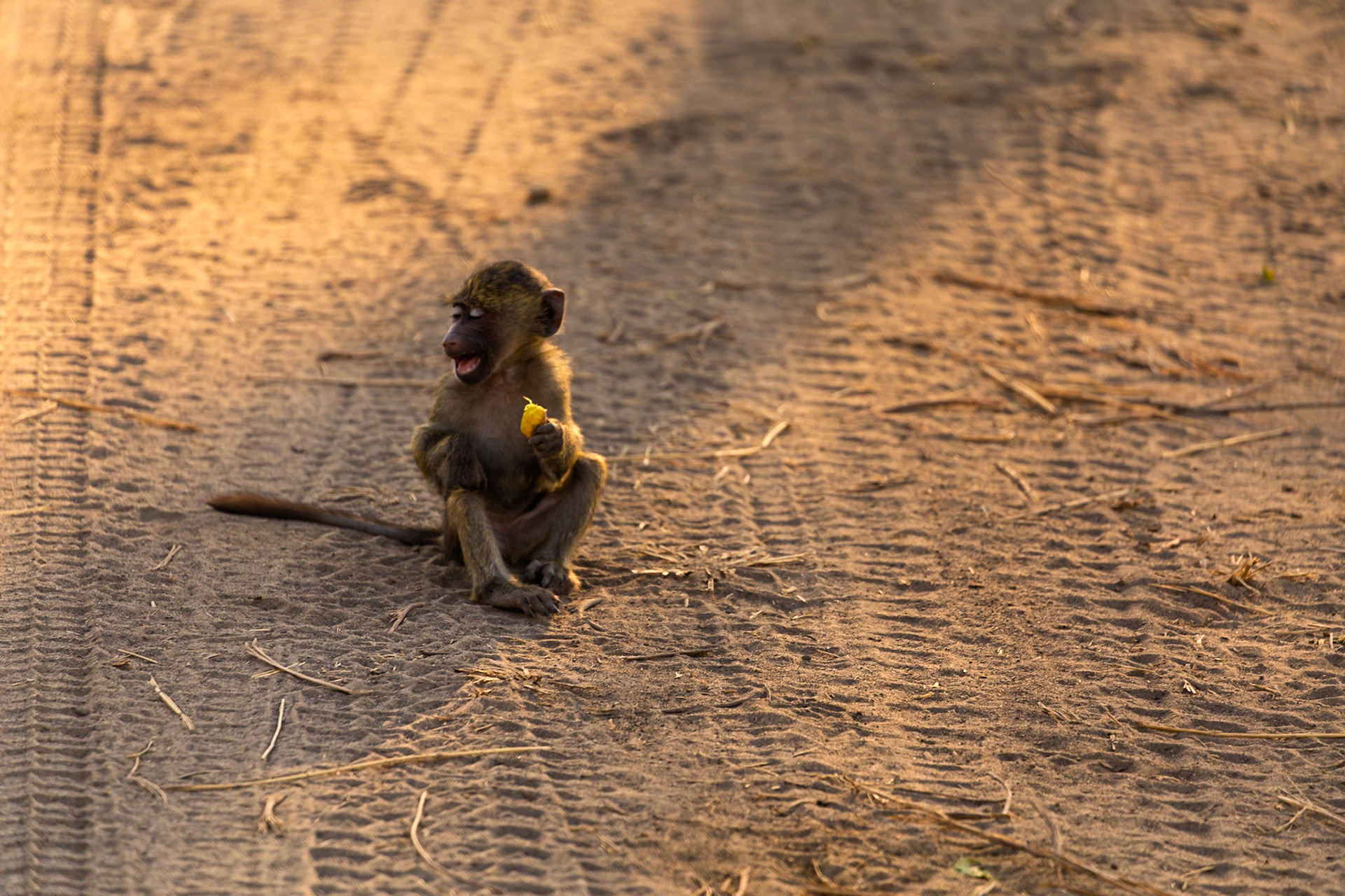 A baby baboon sits on a dirt road in Tarangire National Park, Tanzania, enjoying a snack in the warm light.