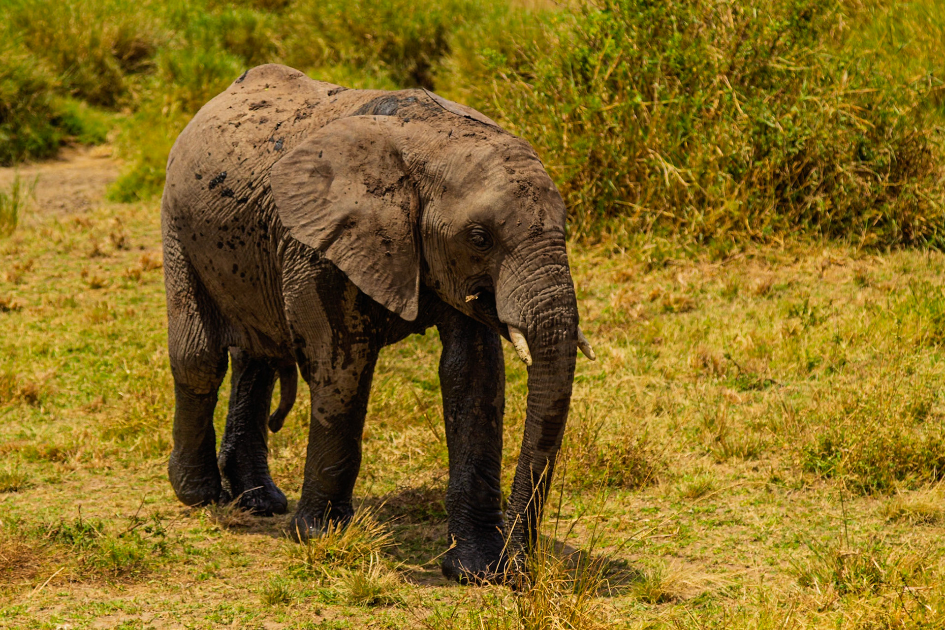 A young elephant covered in mud walks through the Serengeti National Park in Tanzania, likely to cool off and protect from insects.
