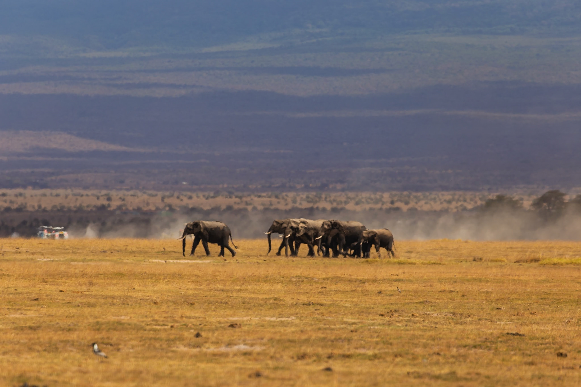 A herd of elephants migrates across the Kenyan savanna in Amboseli National Park, kicking up dust as they go.