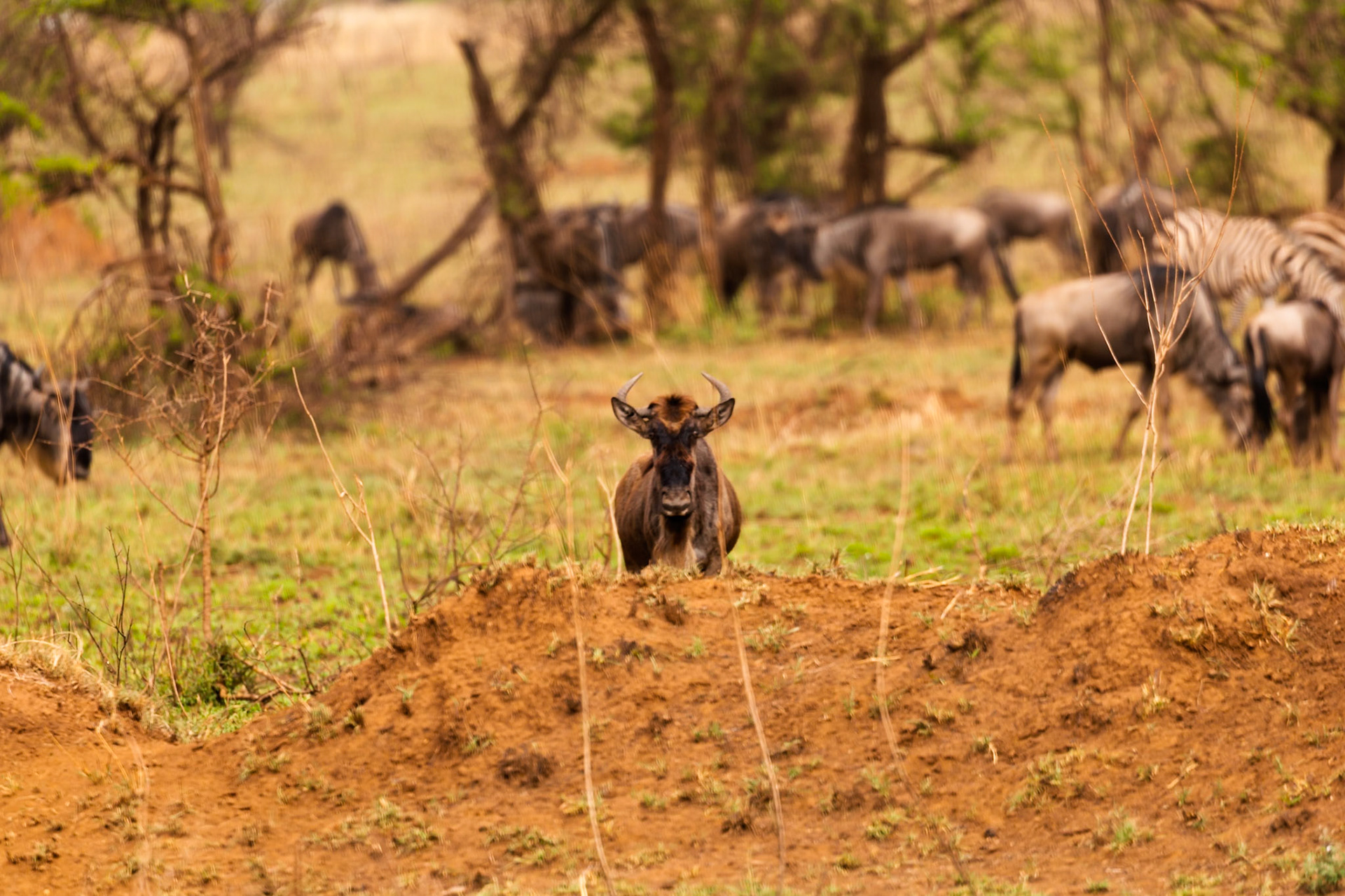 A wildebeest stands guard on a mound in Tanzania's Serengeti National Park, while others graze nearby.