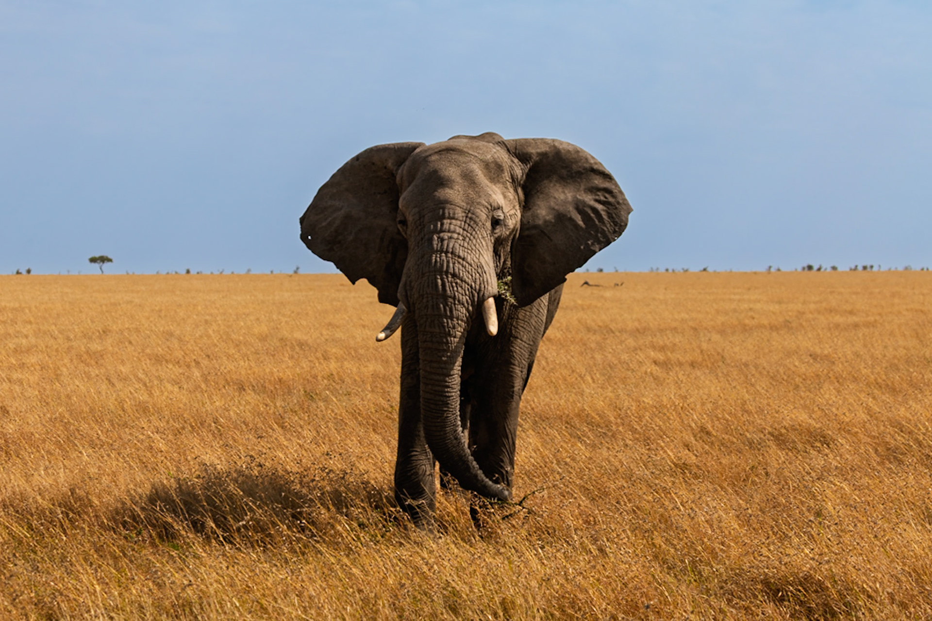 An elephant grazes in Serengeti National Park, Tanzania, eating grass in the golden plains.