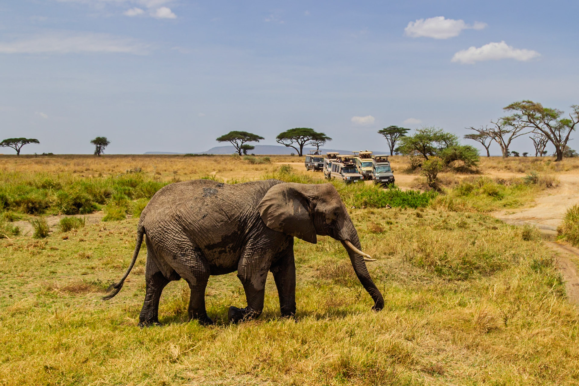 An elephant grazes in Tanzania's Serengeti National Park as safari vehicles observe, showcasing wildlife tourism.
