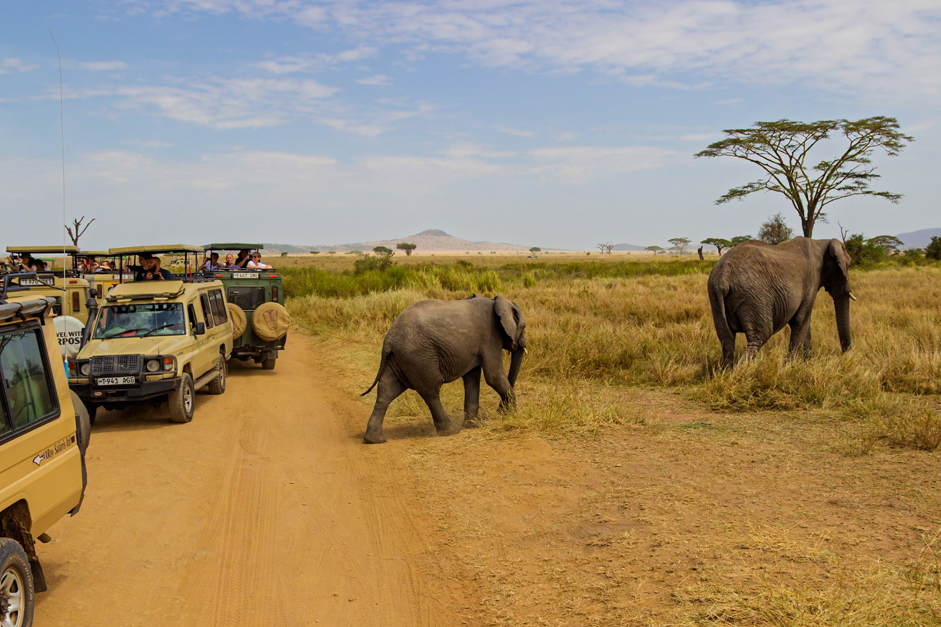 Tourists in safari vehicles observe elephants crossing a dirt road in Serengeti National Park, Tanzania.