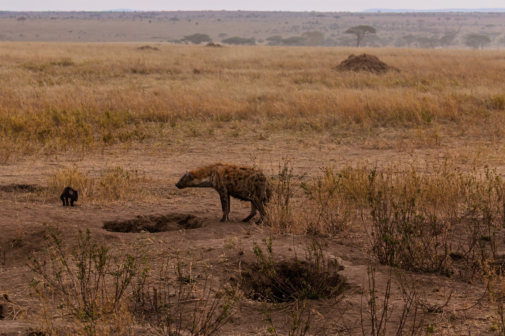 A spotted hyena and cub are near their den in Tanzania's Serengeti National Park. The hyena is likely protecting its young.