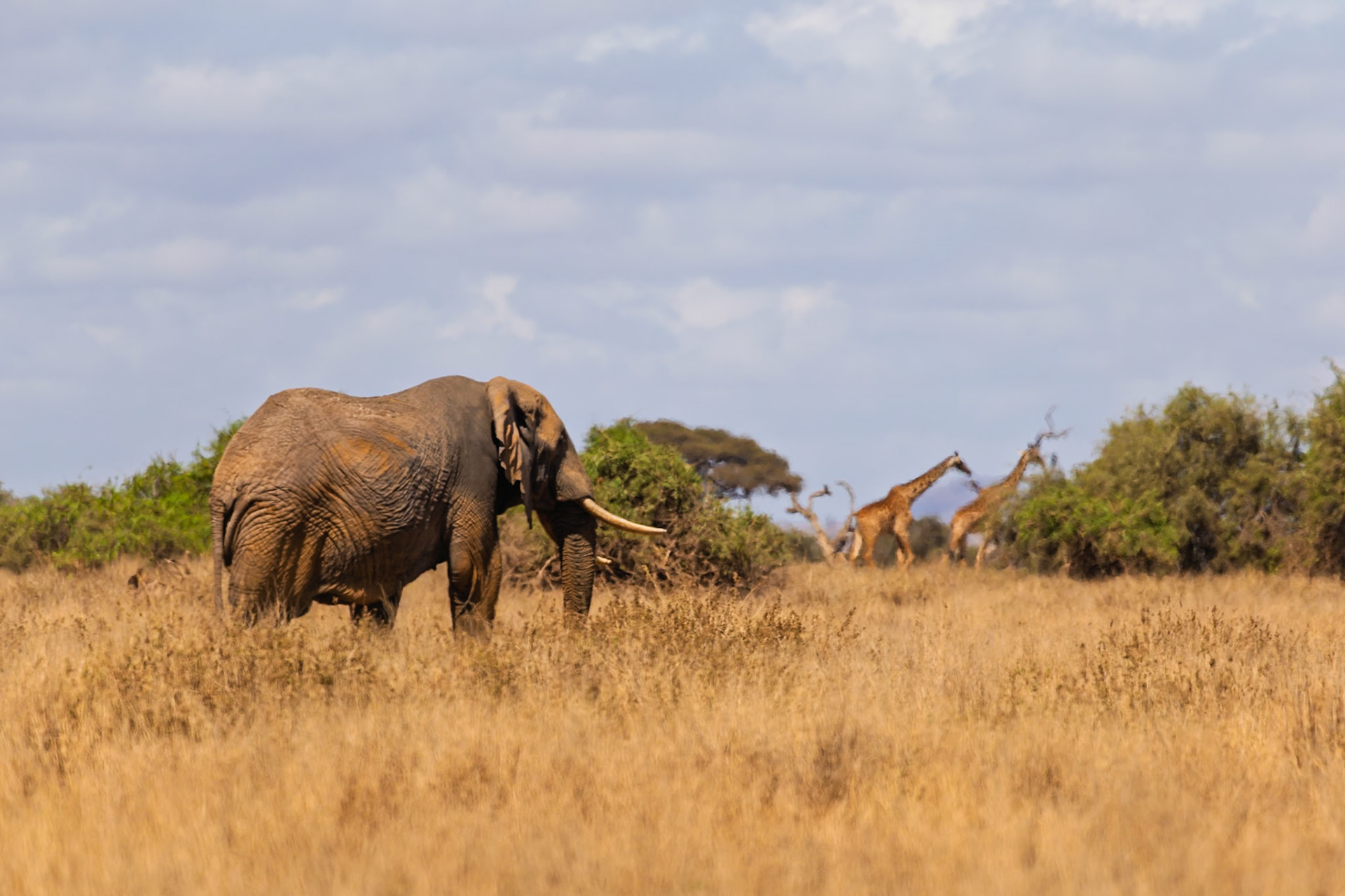 An elephant grazes in Amboseli National Park, Kenya, while two giraffes stand in the background.