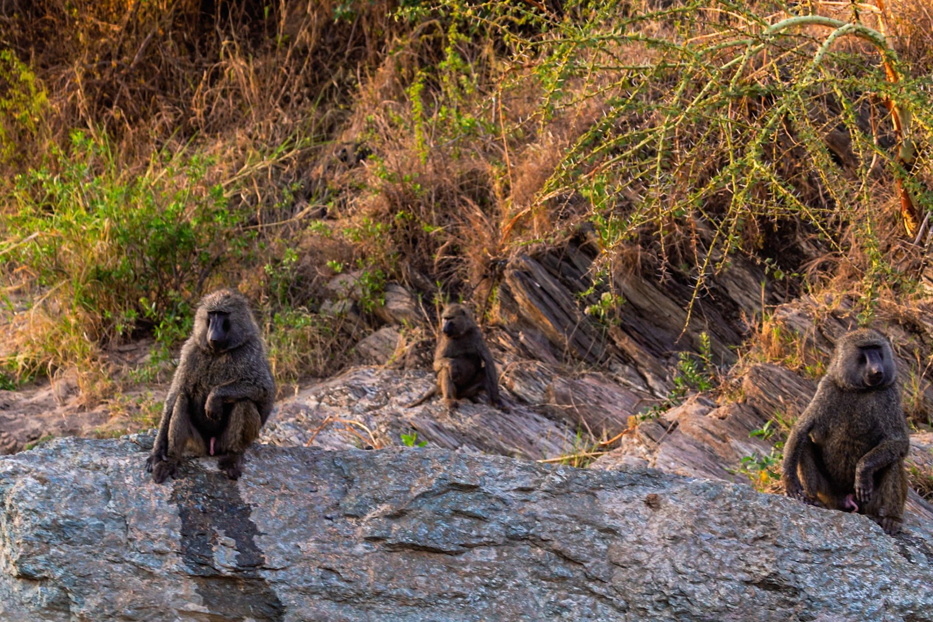 Baboons perch on rocks in Tanzania's Serengeti National Park, observing their territory.