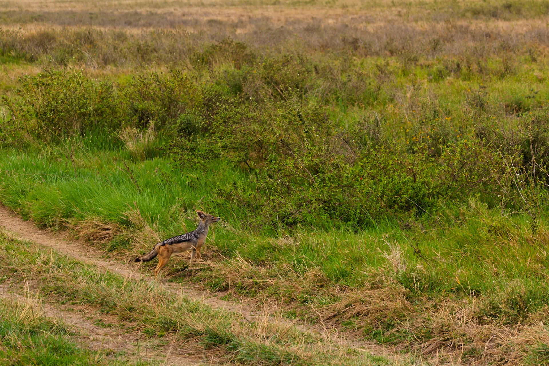 A jackal stands alert in Serengeti National Park, Tanzania, its senses heightened, scanning the landscape for potential prey.