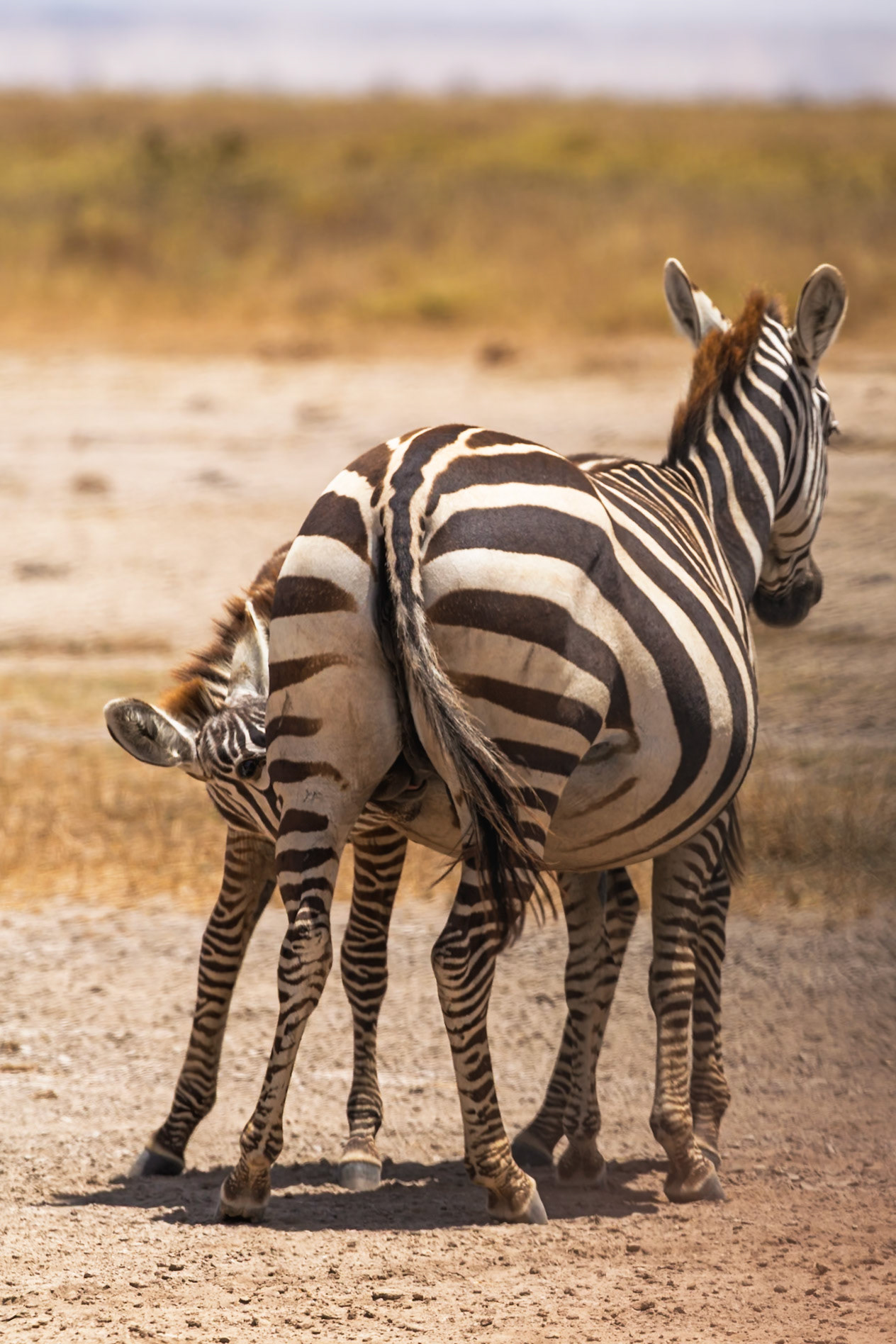 A zebra foal nurses from its mother in Kenya's Amboseli National Park. The young zebra stays close to its mother for protection.