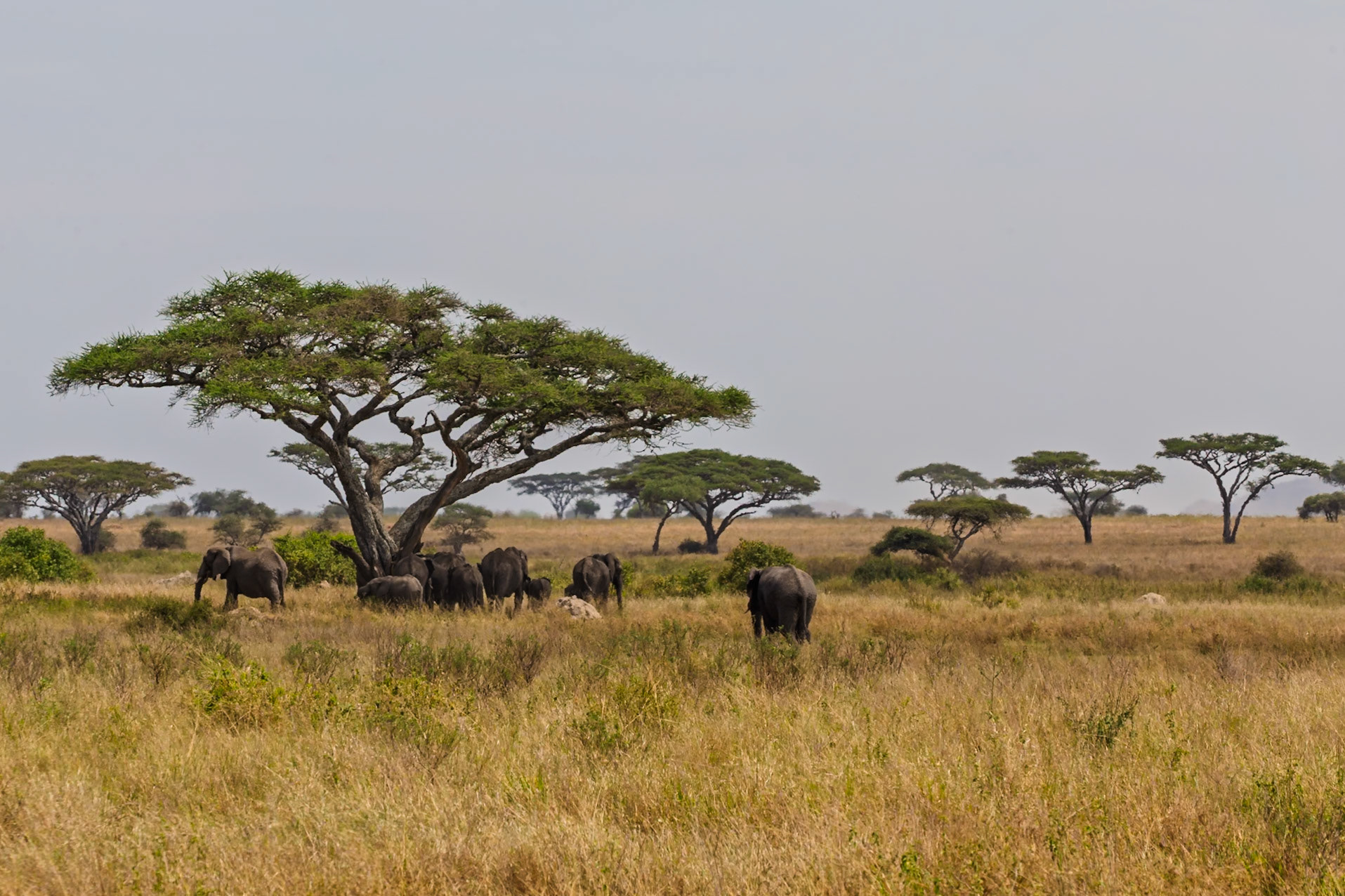 A herd of elephants gathers under an acacia tree in Tanzania's Serengeti National Park, seeking shade from the sun.