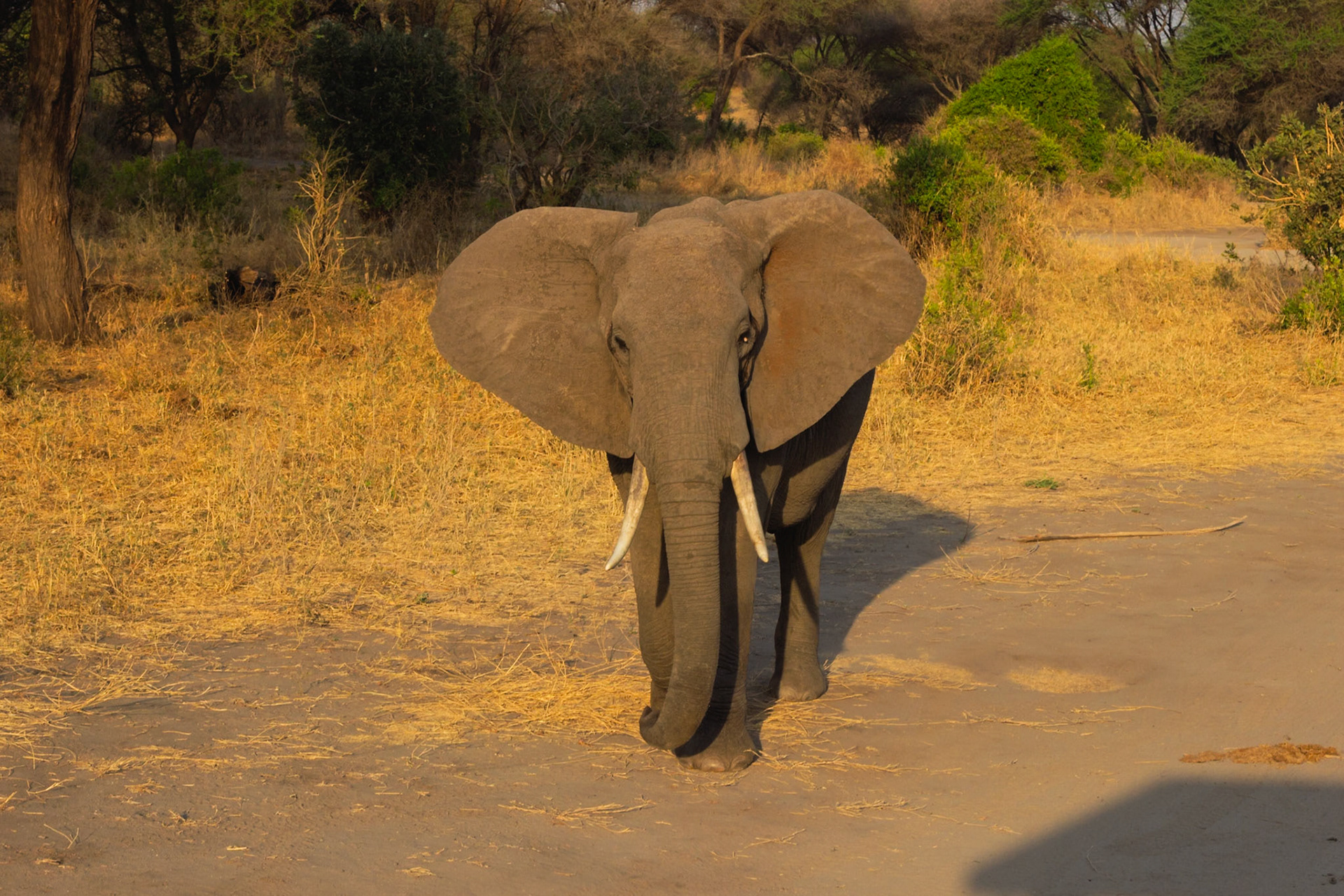 An African elephant approaches on a dirt road in Tarangire National Park, Tanzania, navigating its natural habitat.