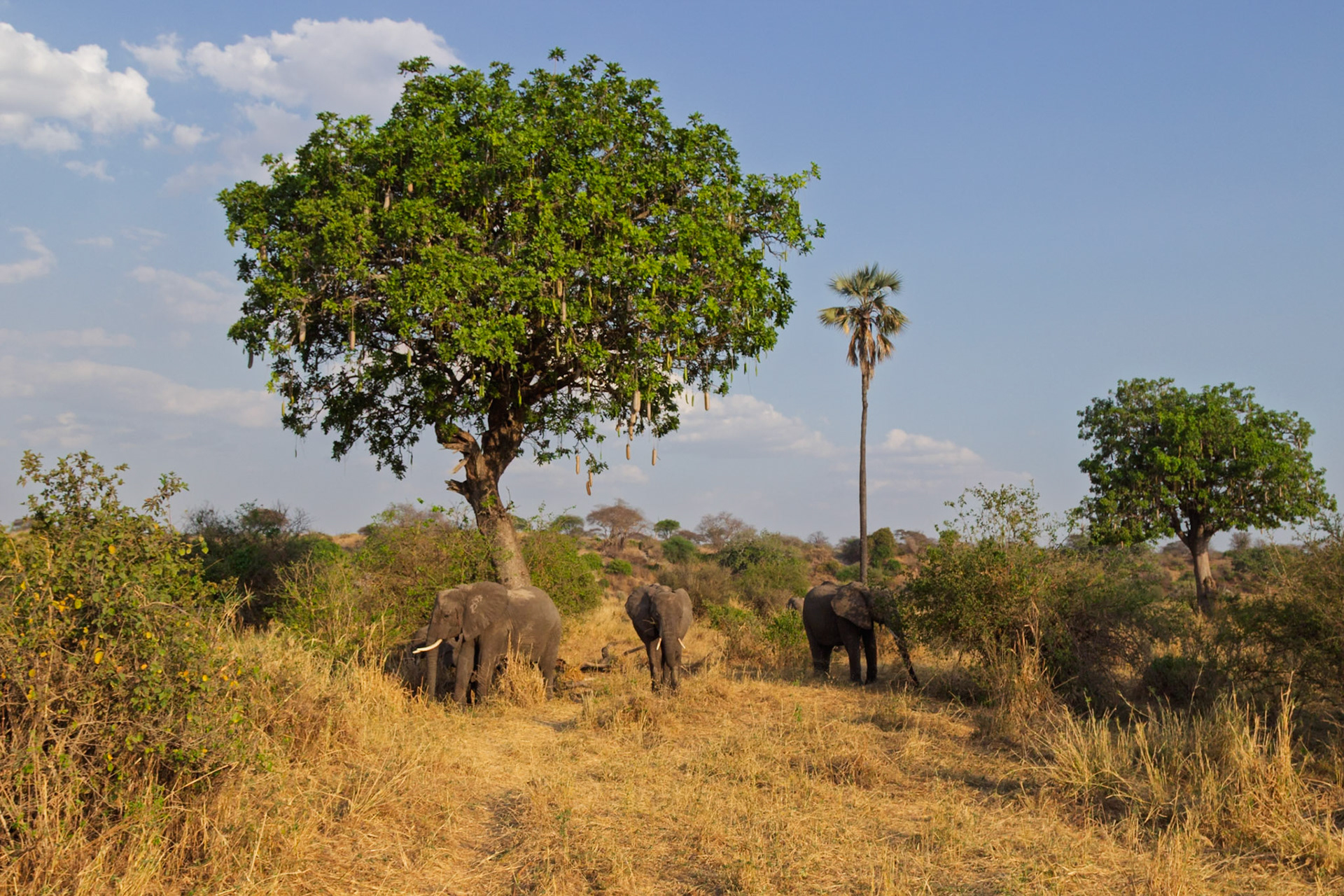 A small herd of elephants grazes in the dry, grassy plains of Tarangire National Park, Tanzania, foraging for food under the African sun.