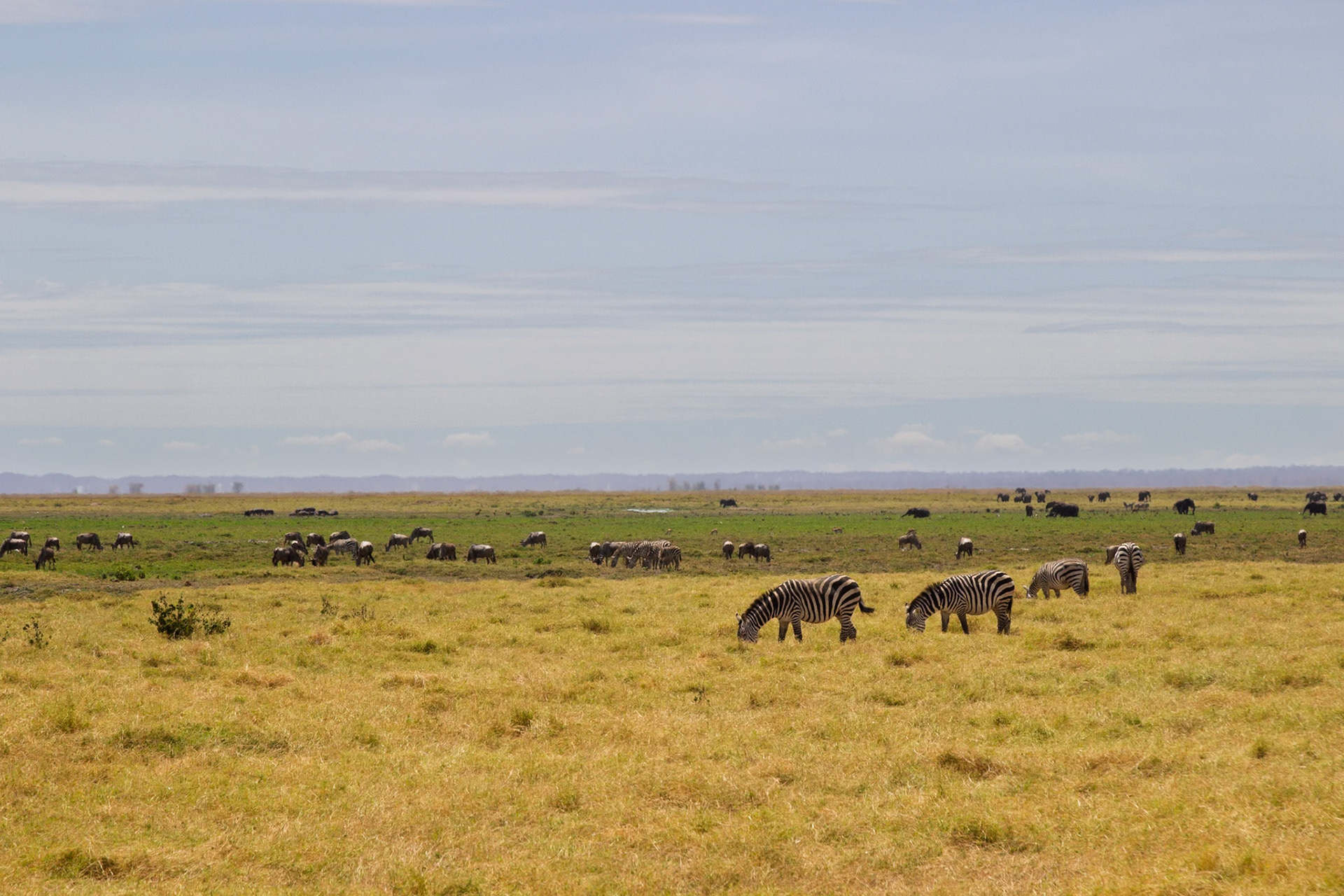 Zebras graze in Amboseli National Park, Kenya. They are eating grass to survive.