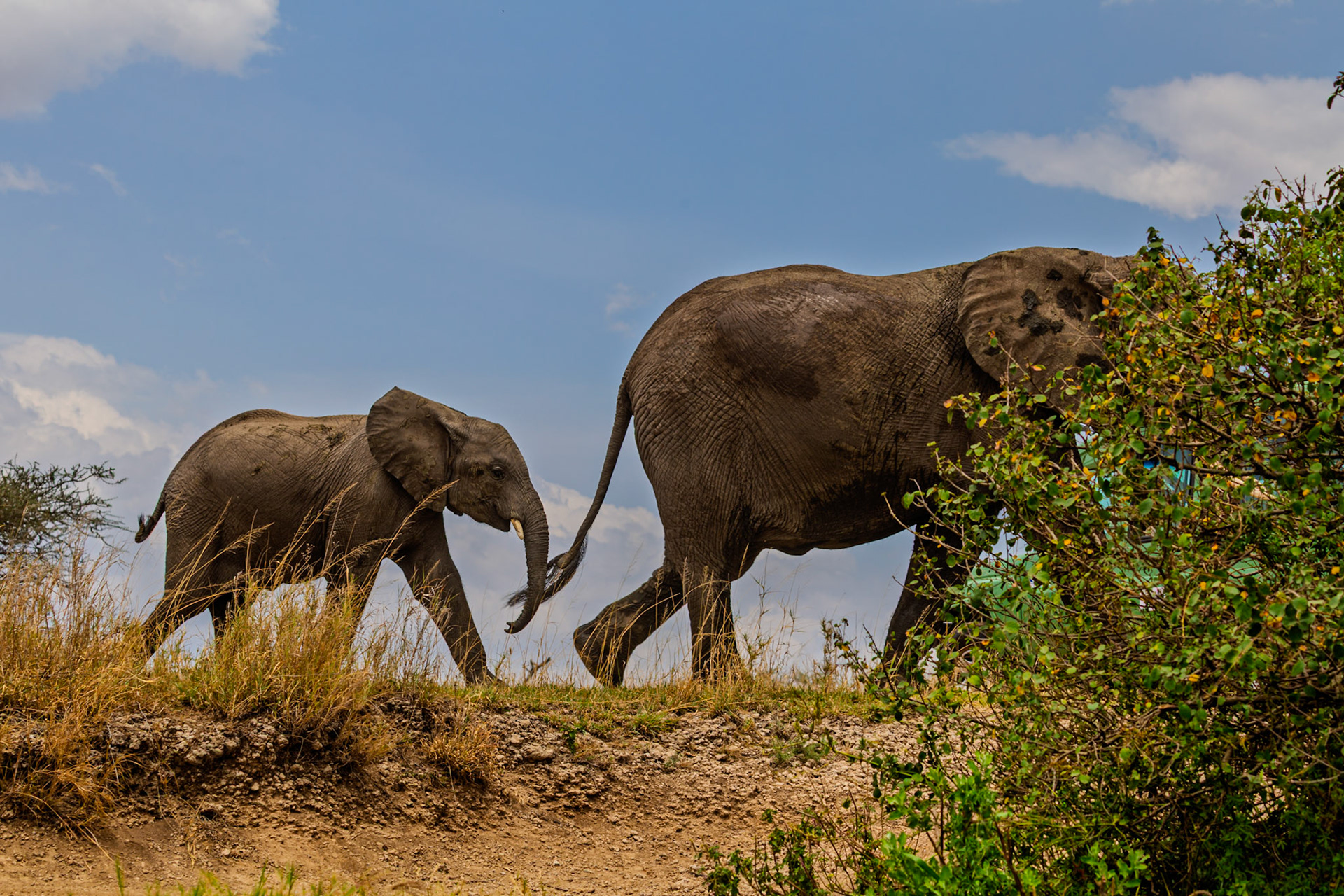 A mother elephant and her calf walk together in Serengeti National Park, Tanzania, likely searching for food and water.