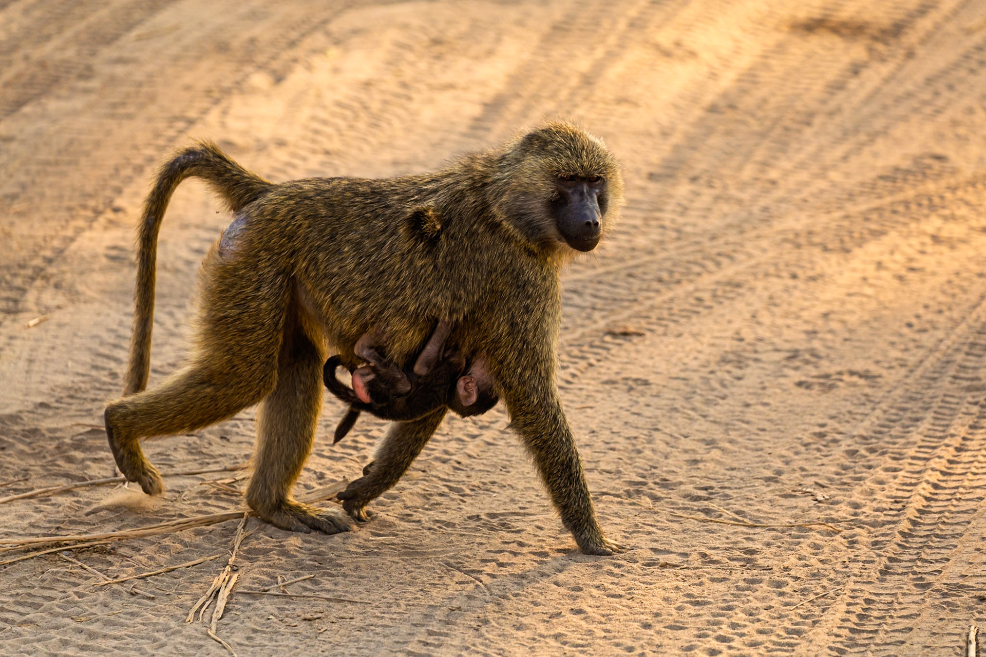 A baboon mother carries her baby across the sandy terrain of Tarangire National Park, Tanzania, ensuring its safety and survival.
